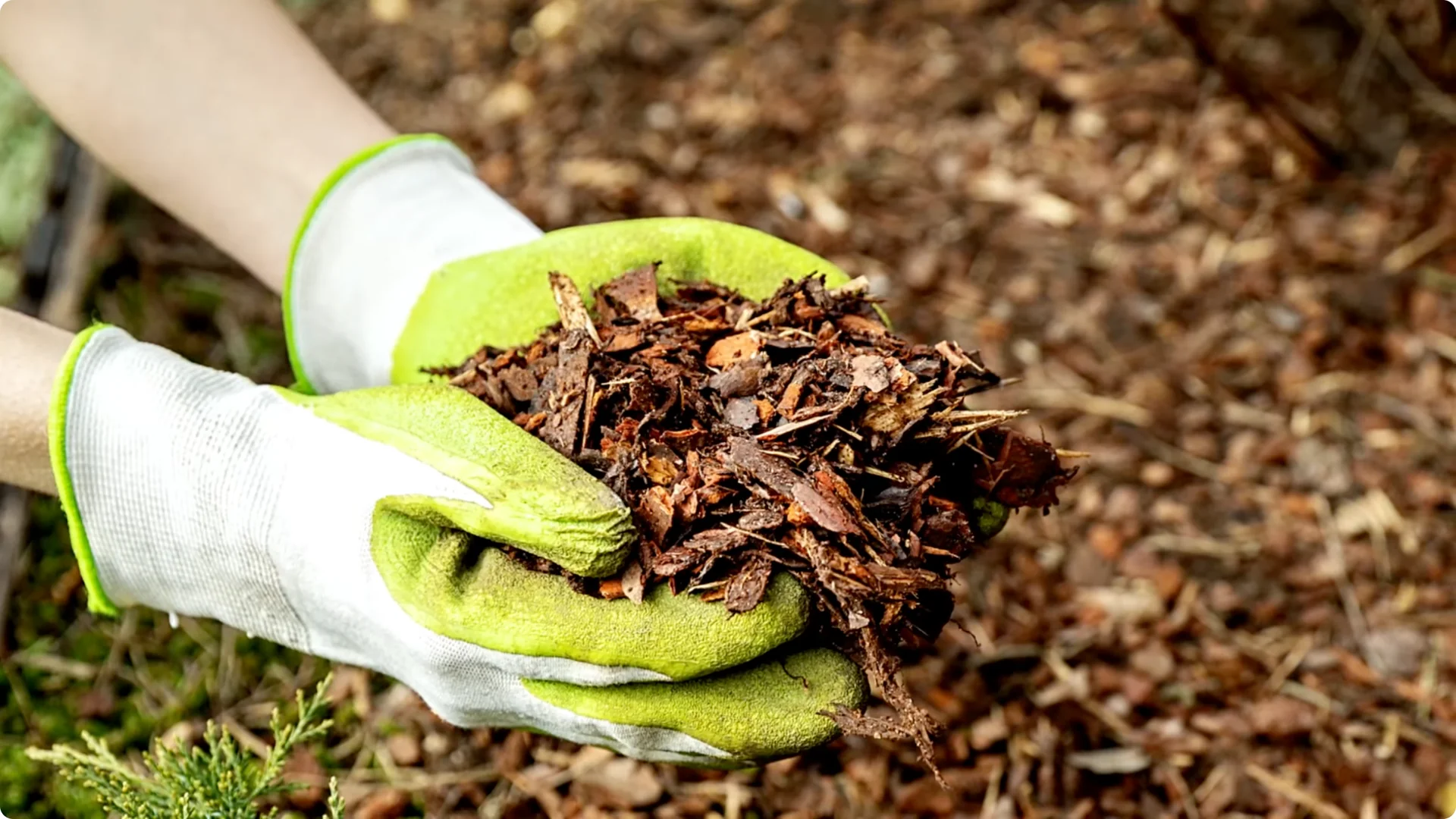 Secrets to Growing Healthy, Blooming Azaleas All Year screenshot 7