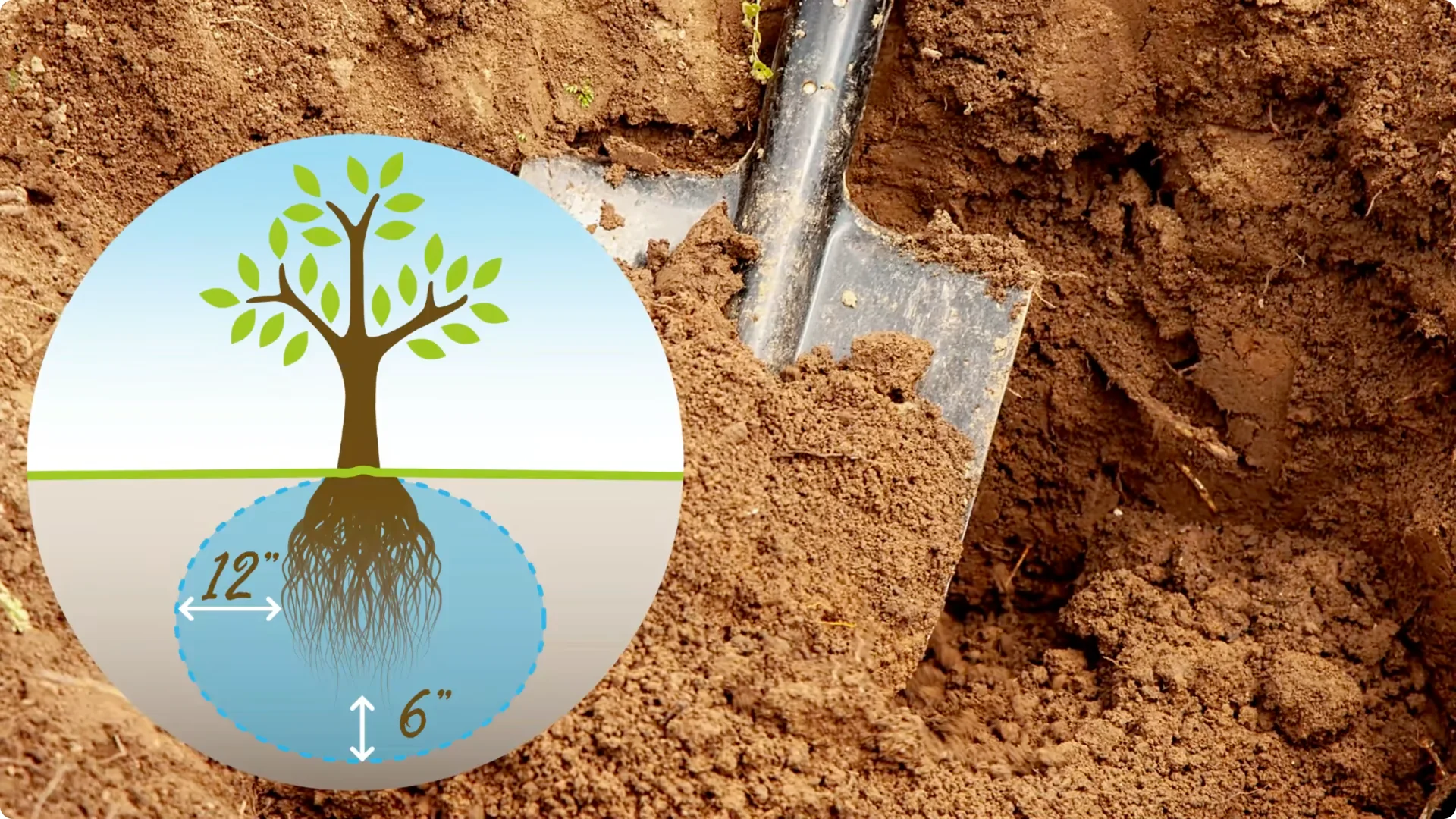 Secrets to Growing Healthy, Blooming Azaleas All Year screenshot 8