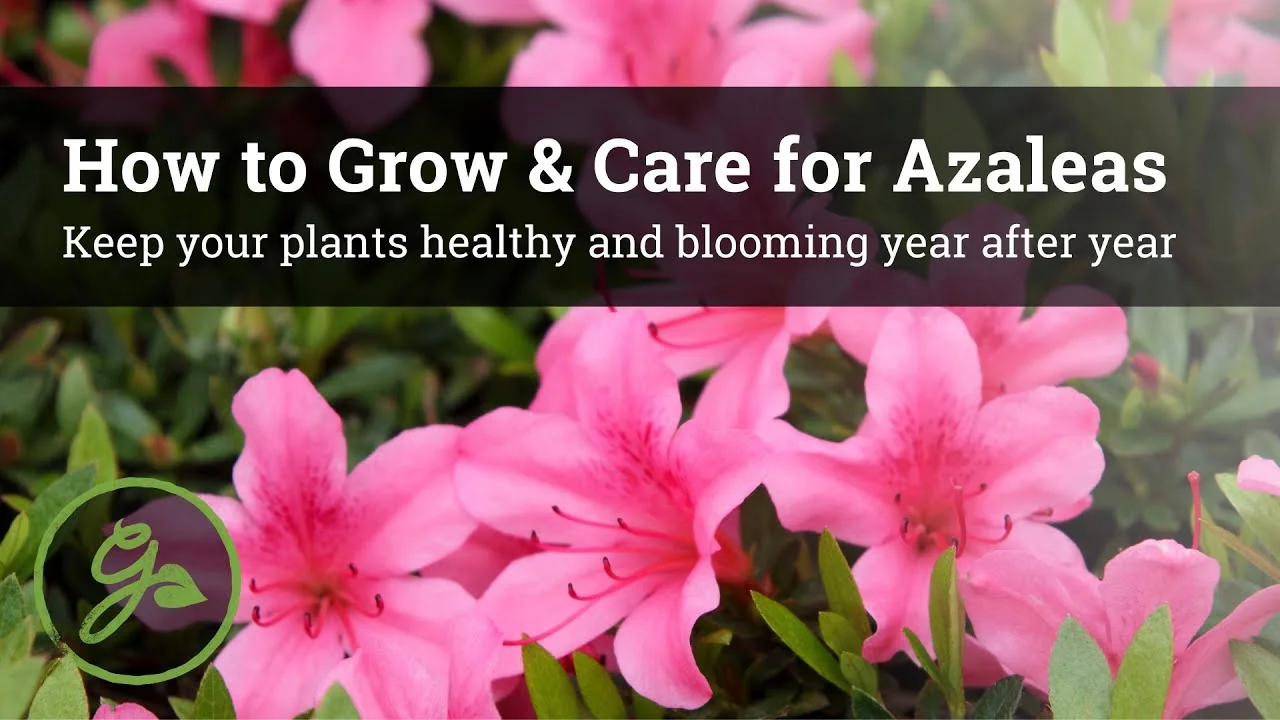 Secrets to Growing Healthy, Blooming Azaleas All Year - Featured Image