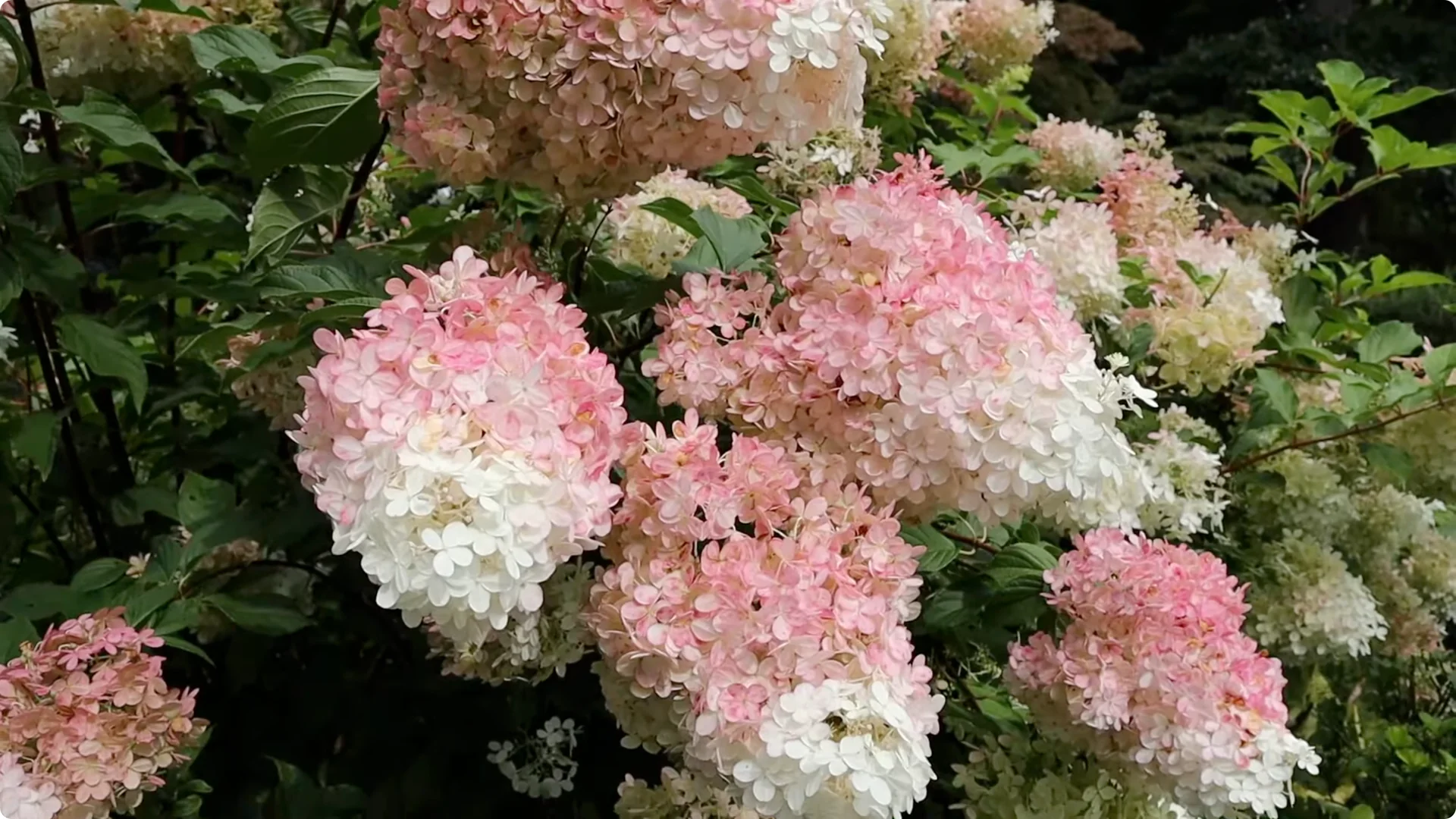 Should You Prune Hydrangeas in Fall? Expert Tips Inside screenshot 1