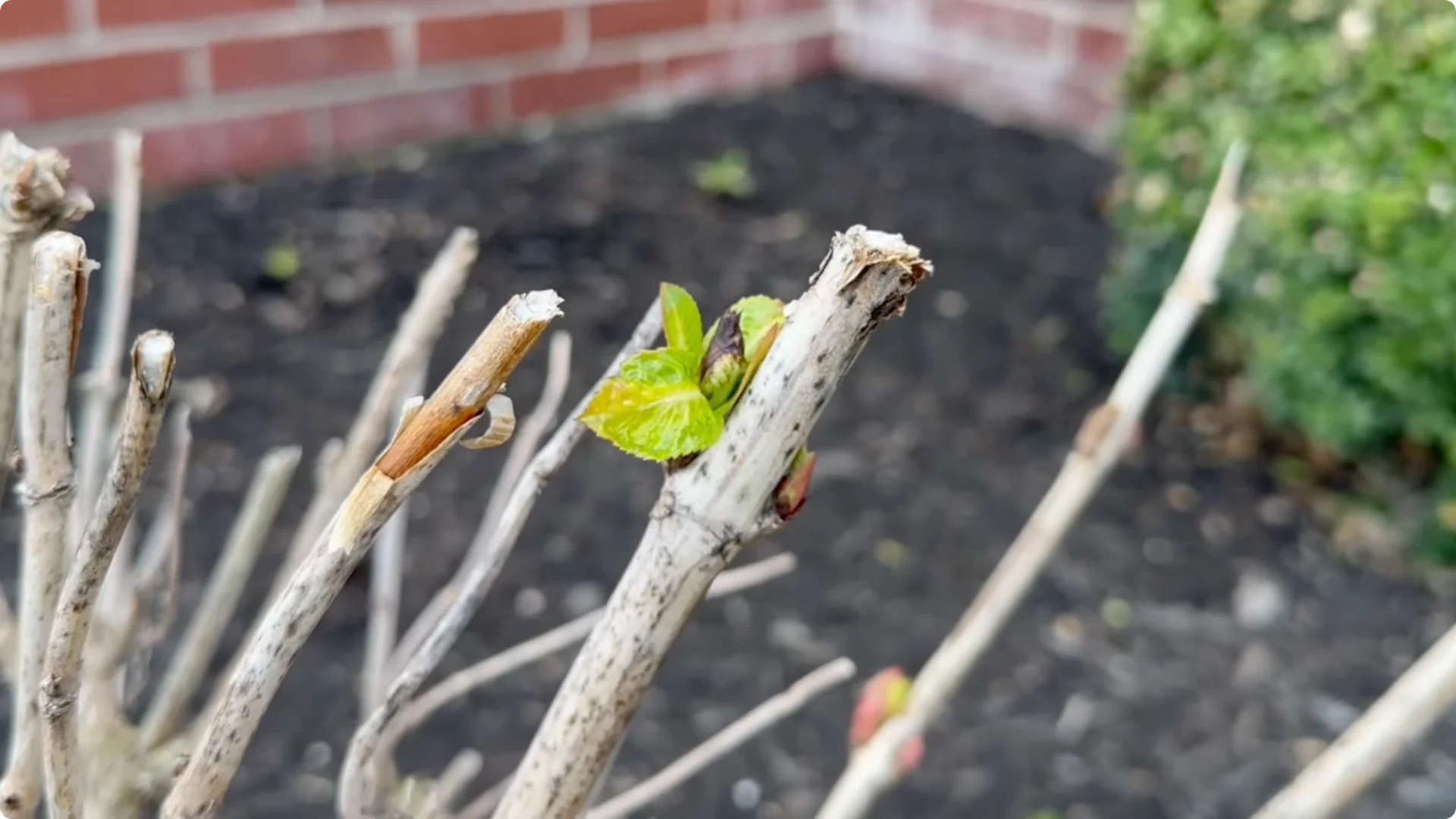 Should You Prune Hydrangeas in Fall? Expert Tips Inside screenshot 2
