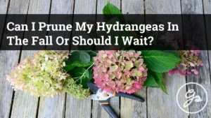 Should You Prune Hydrangeas in Fall? Expert Tips Inside - Featured Image