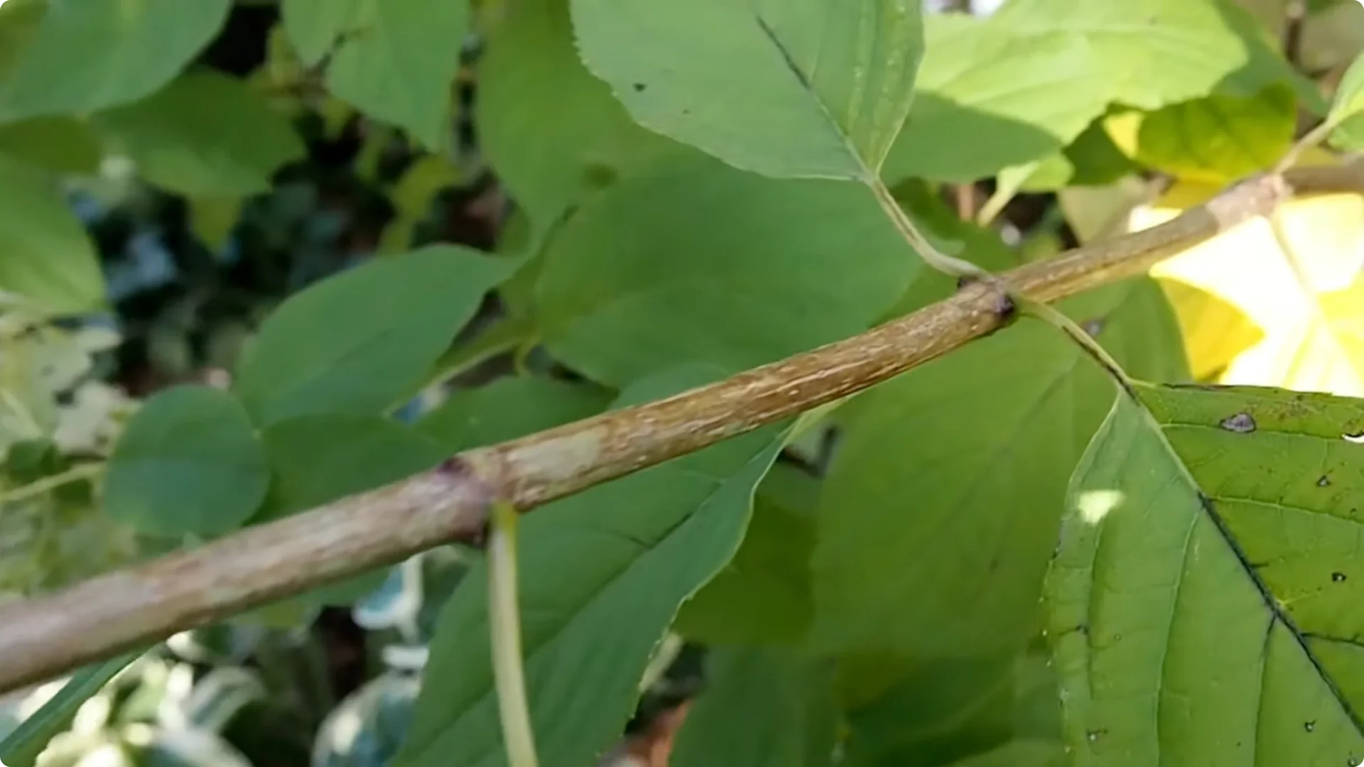 Should You Prune Hydrangeas in Fall? Expert Tips Inside screenshot 4