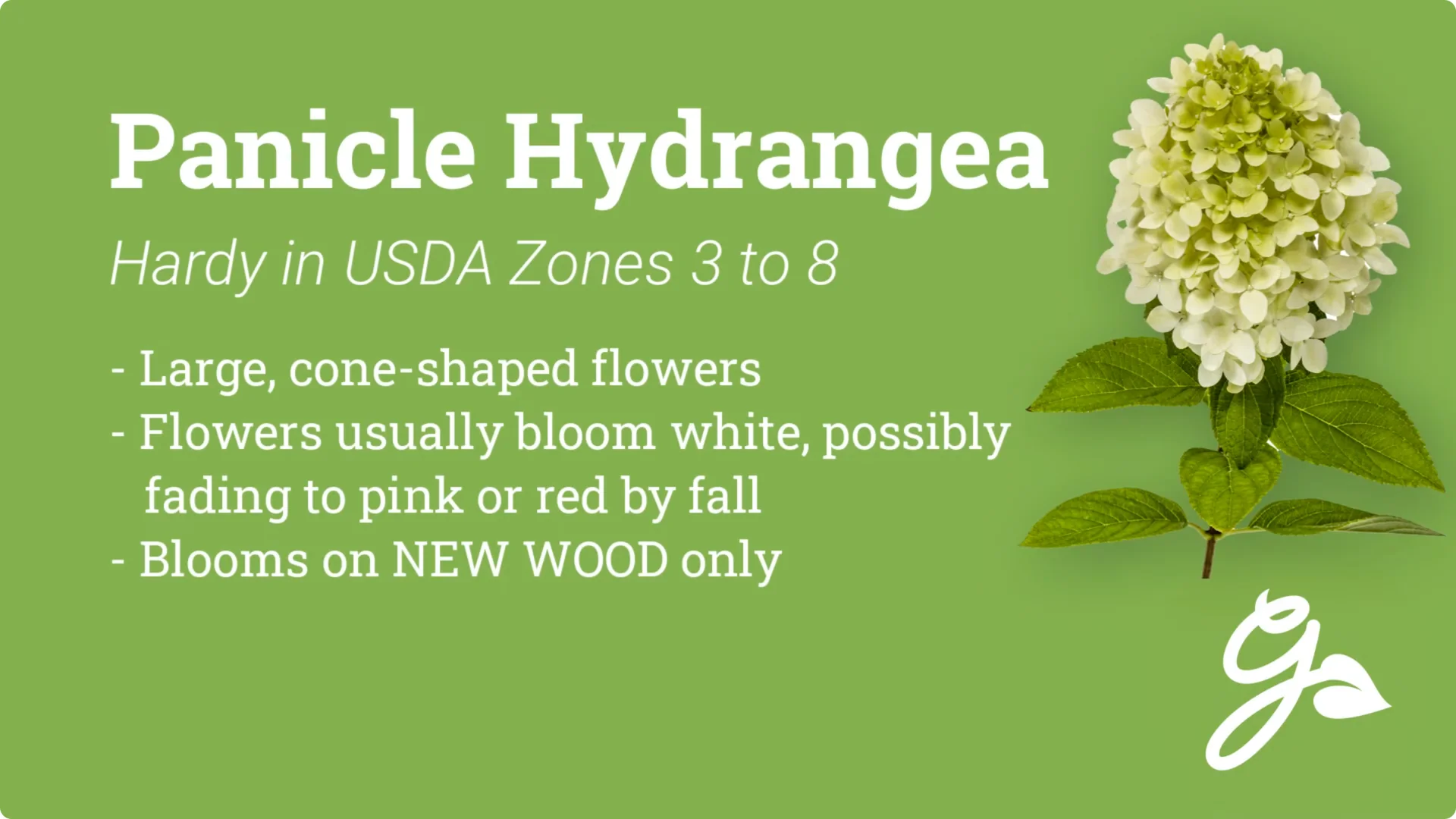 Should You Prune Hydrangeas in Fall? Expert Tips Inside screenshot 5