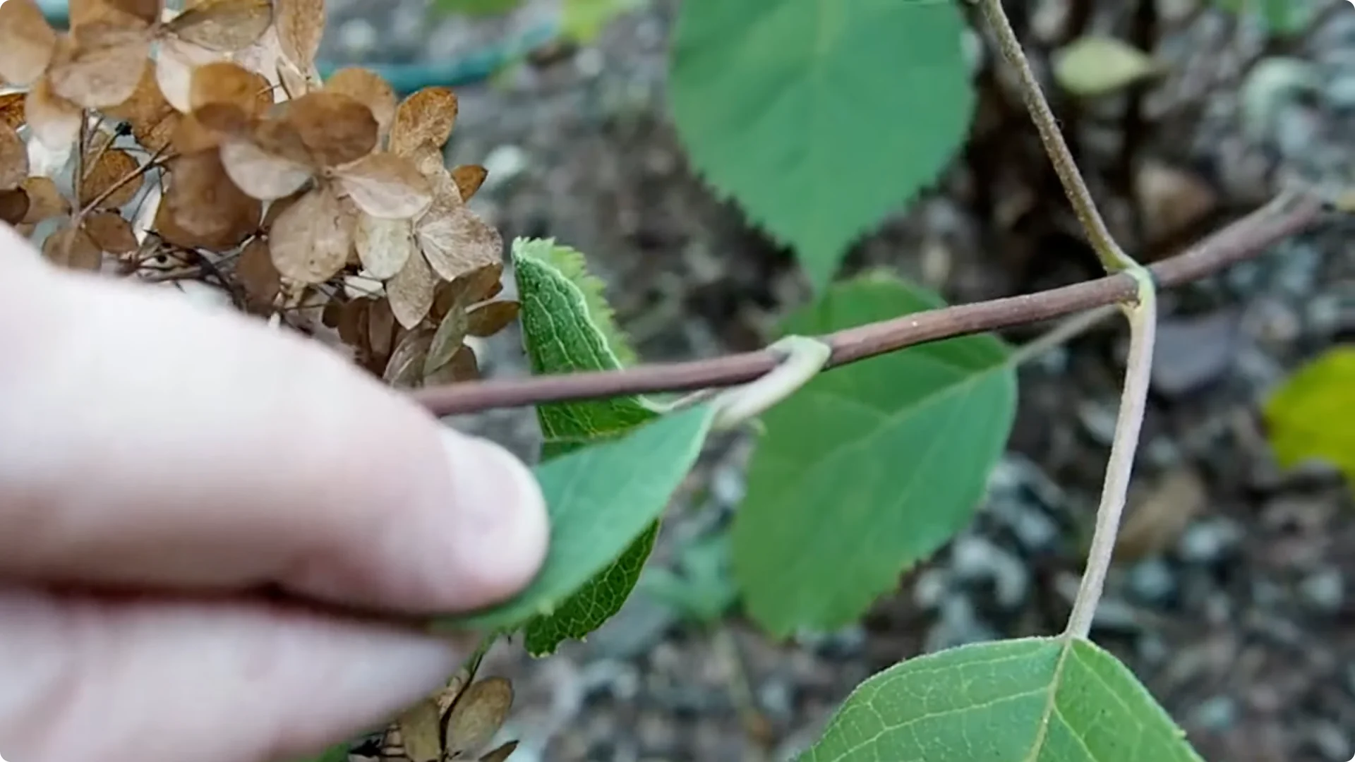 Should You Prune Hydrangeas in Fall? Expert Tips Inside screenshot 6