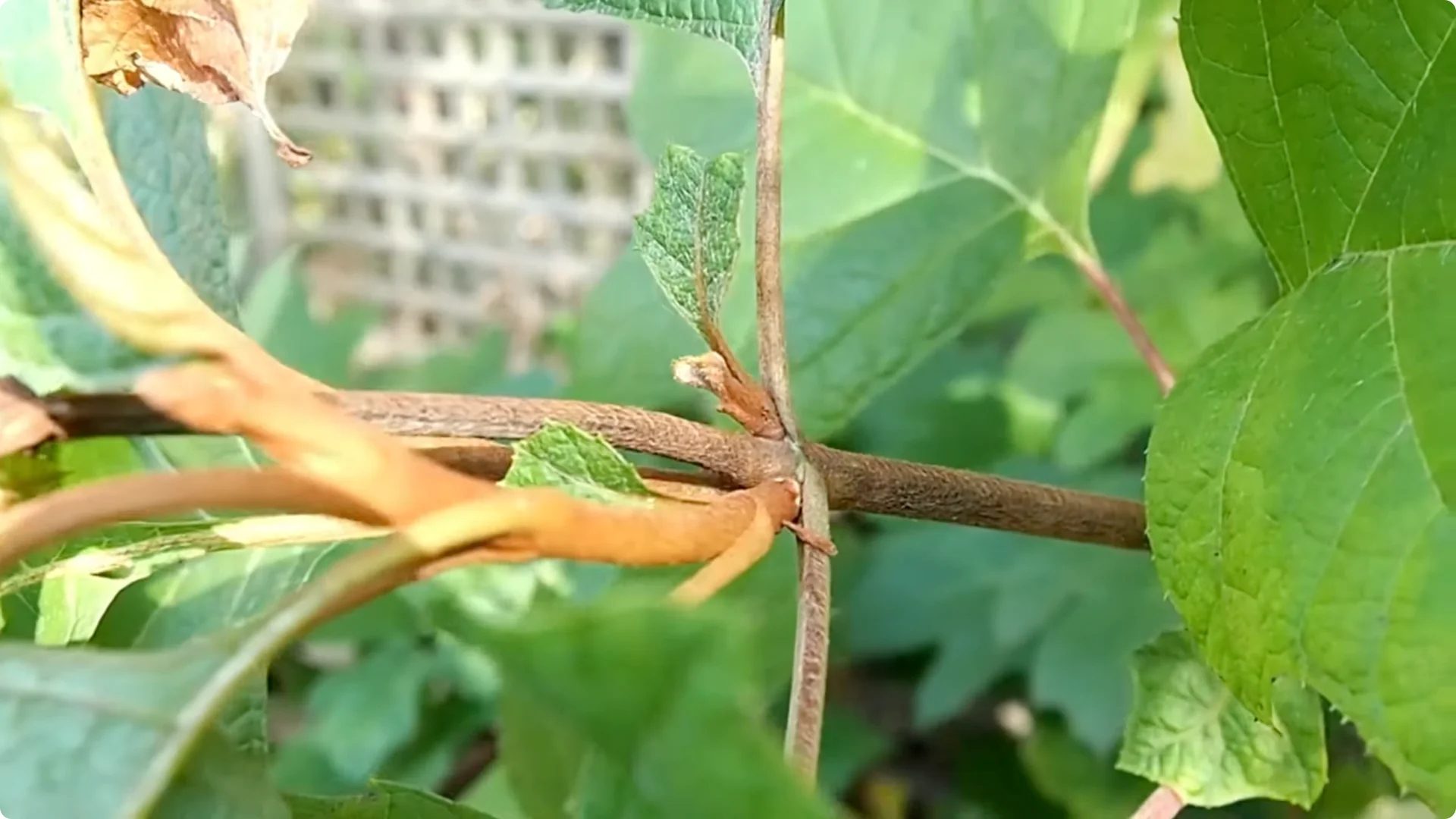 Should You Prune Hydrangeas in Fall? Expert Tips Inside screenshot 7