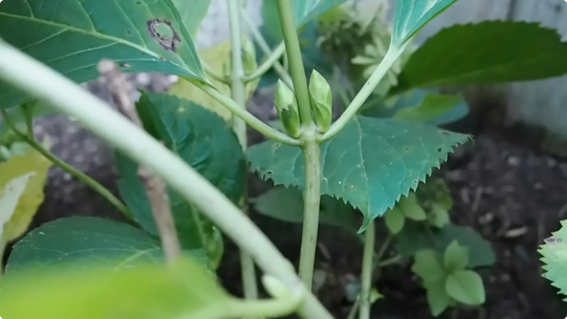 Should You Prune Hydrangeas in Fall? Expert Tips Inside screenshot 8