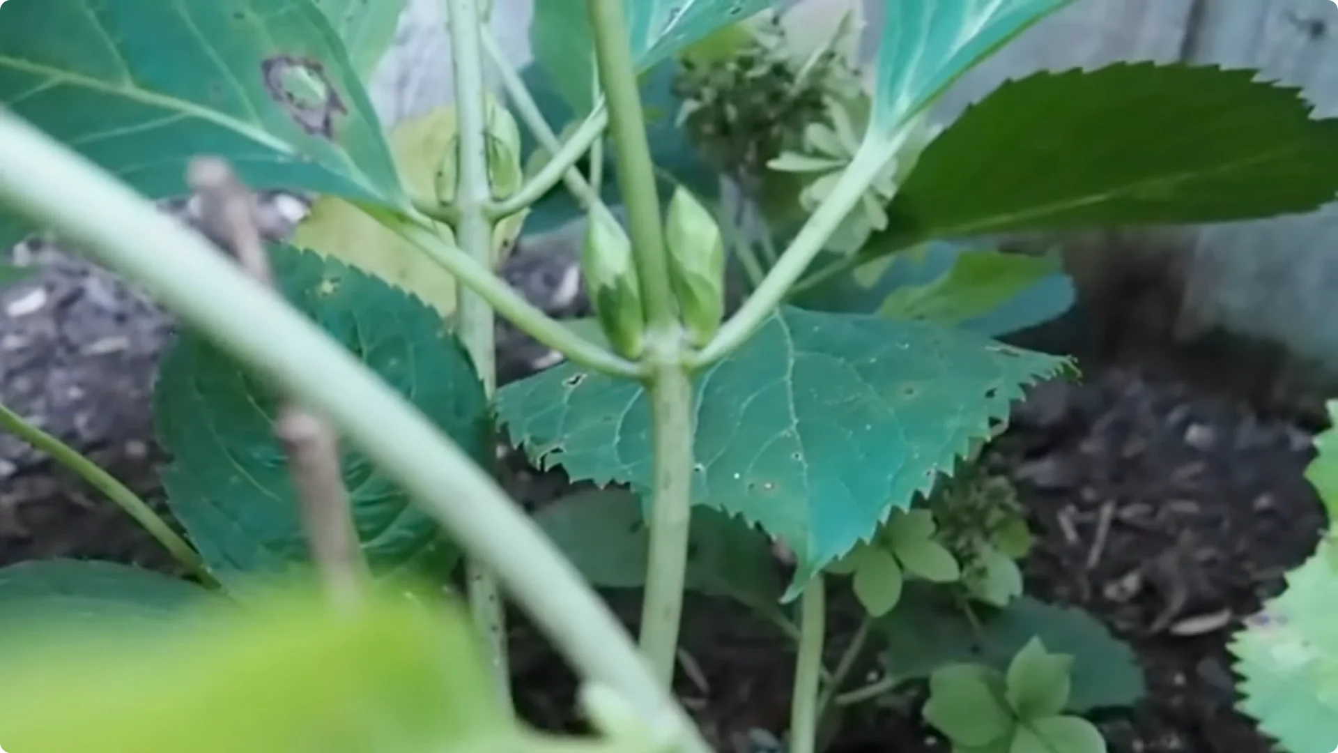 Should You Prune Hydrangeas in Fall? Expert Tips Inside screenshot 9