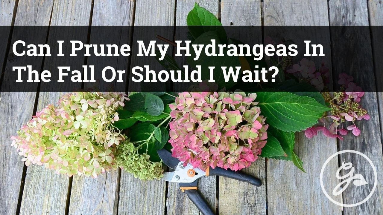 Should You Prune Hydrangeas in Fall? Expert Tips Inside - Featured Image