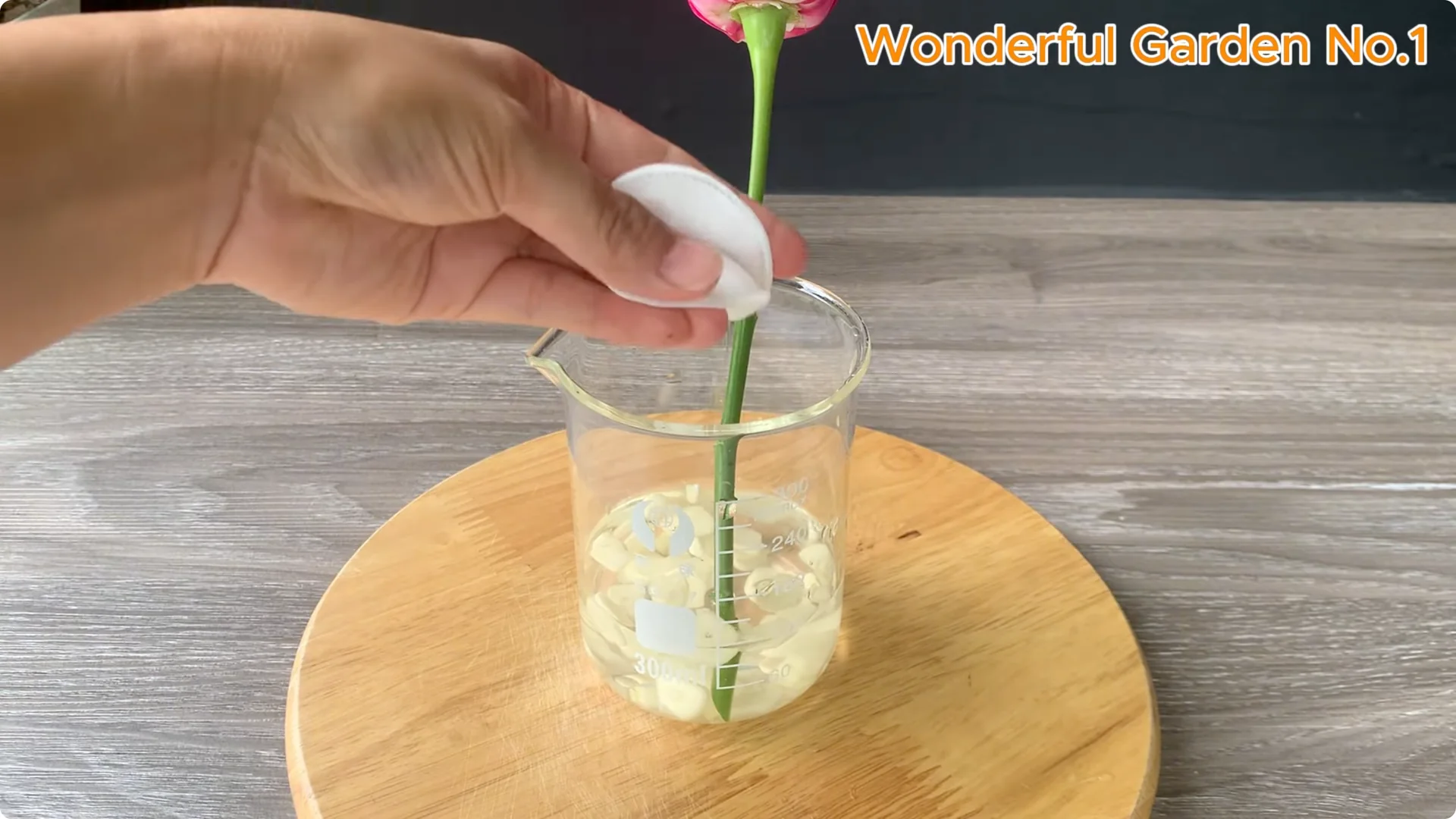 The Fastest Rose Propagation Method Few Gardeners Know screenshot 2