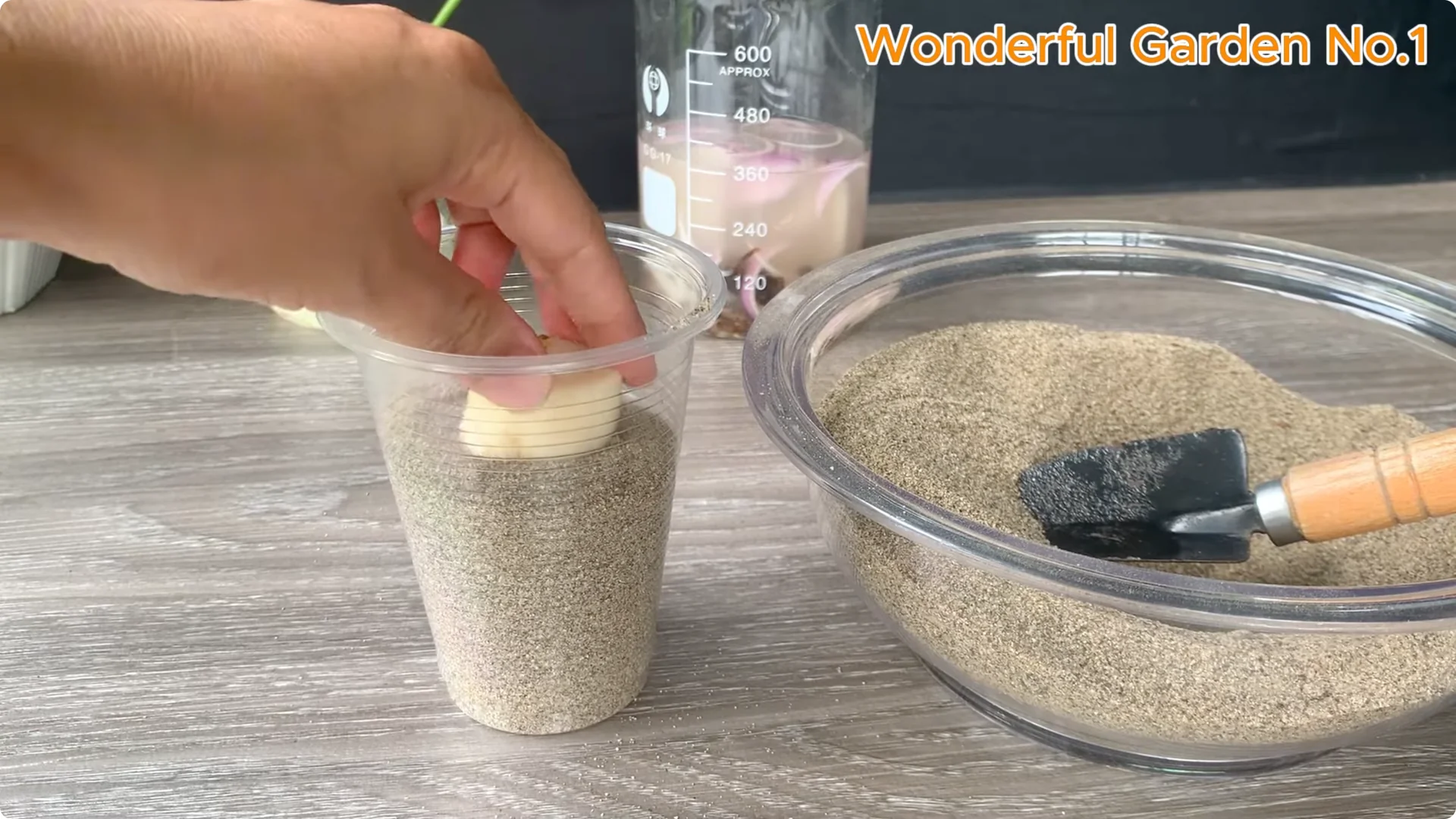 The Fastest Rose Propagation Method Few Gardeners Know screenshot 4