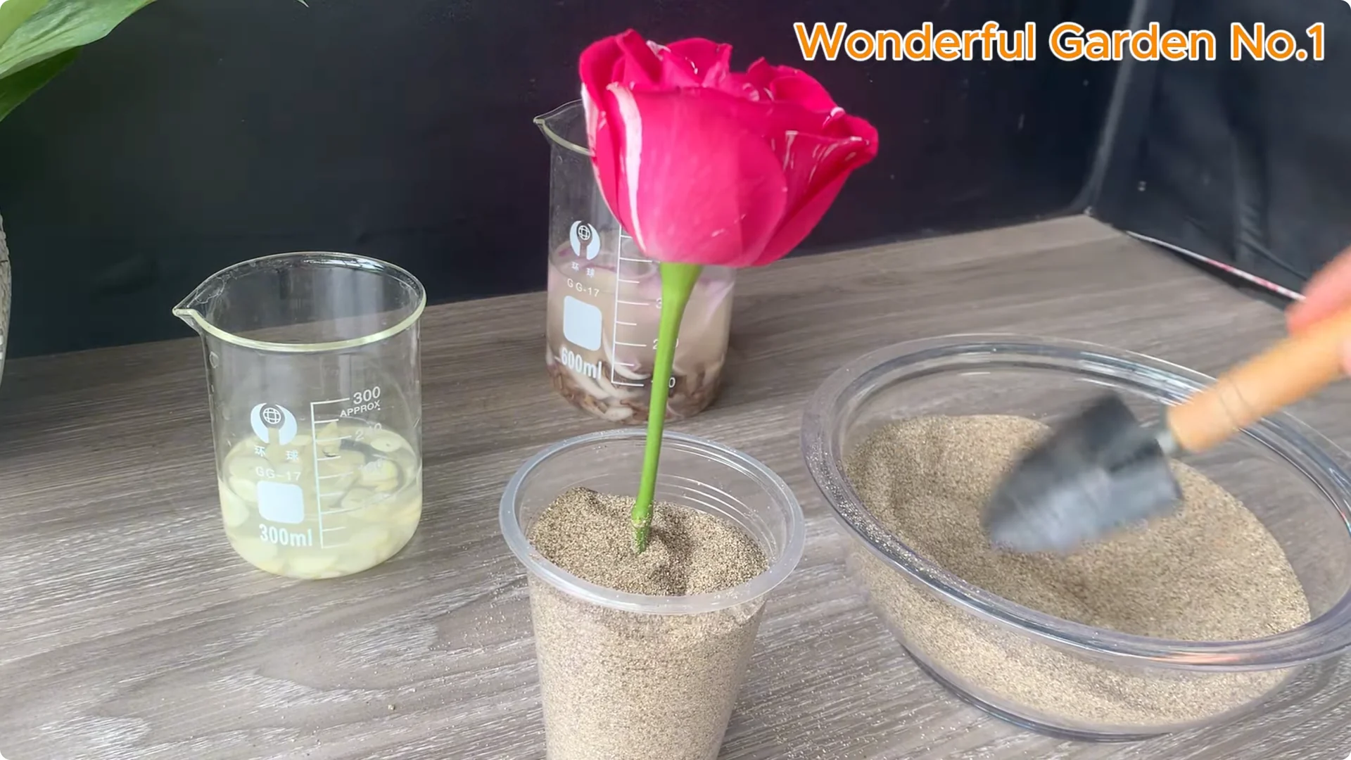 The Fastest Rose Propagation Method Few Gardeners Know screenshot 5