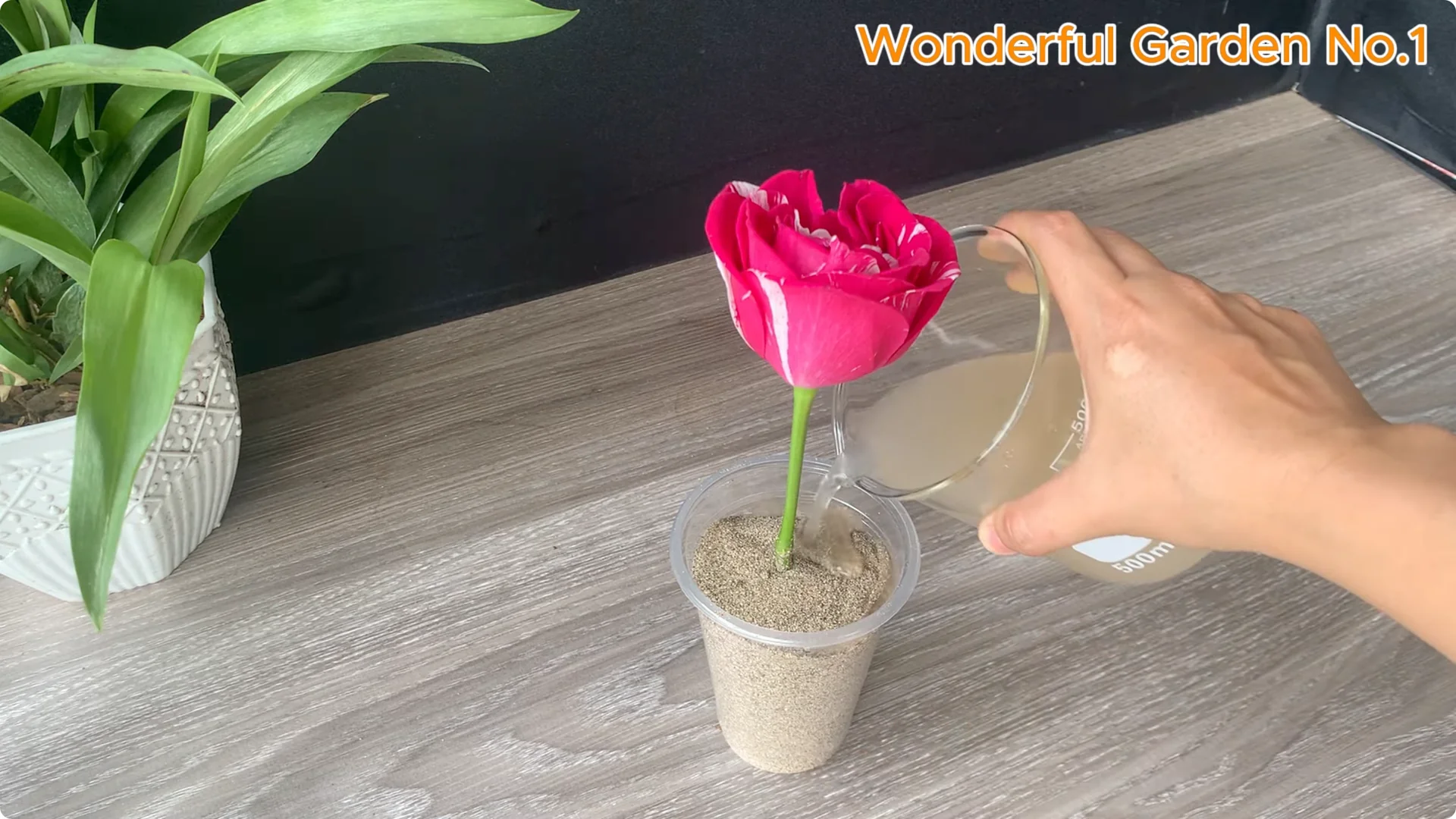 The Fastest Rose Propagation Method Few Gardeners Know screenshot 6