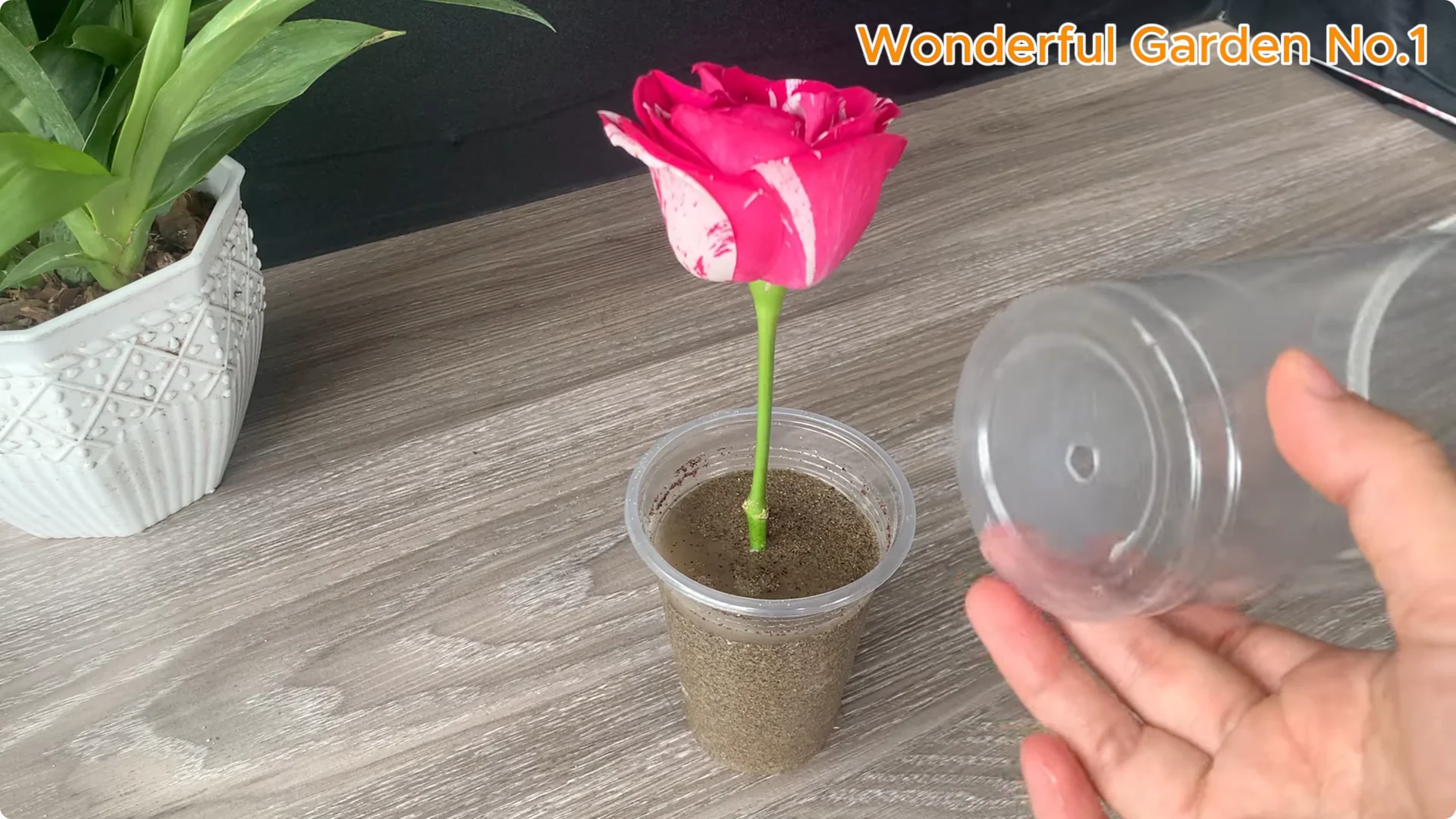 The Fastest Rose Propagation Method Few Gardeners Know screenshot 7