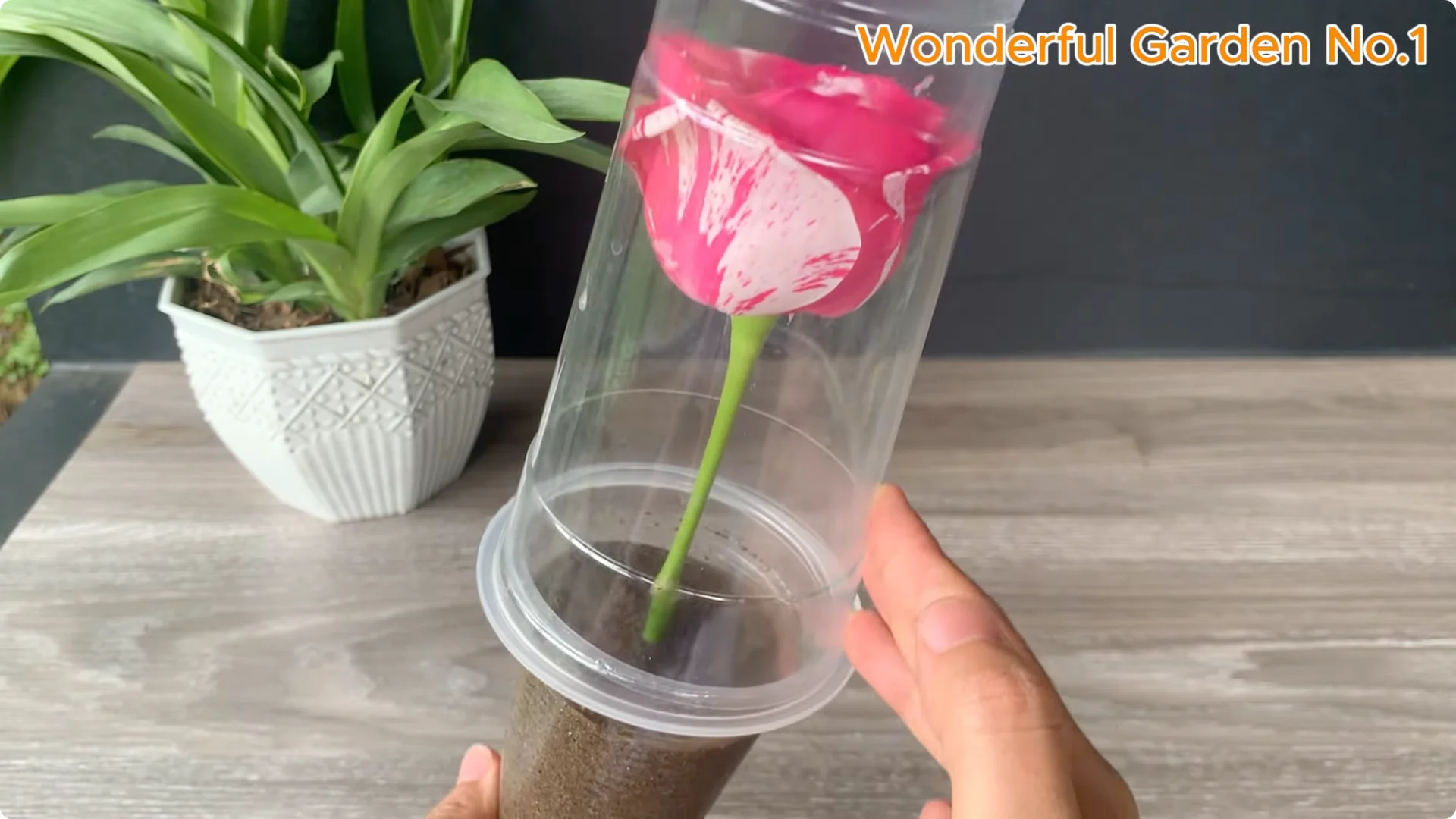 The Fastest Rose Propagation Method Few Gardeners Know screenshot 8