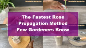The Fastest Rose Propagation Method Few Gardeners Know - Featured Image