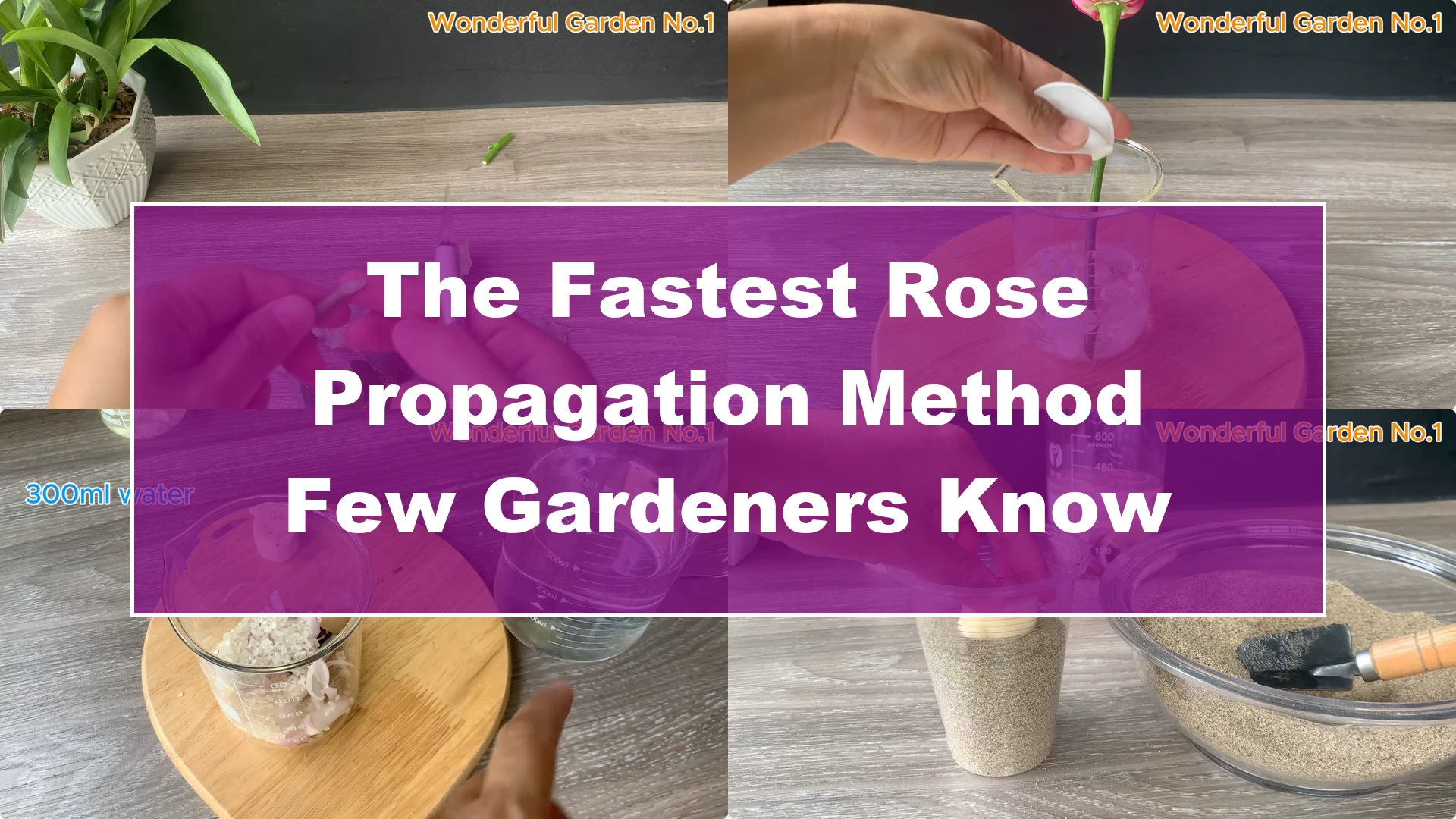 The Fastest Rose Propagation Method Few Gardeners Know - Featured Image