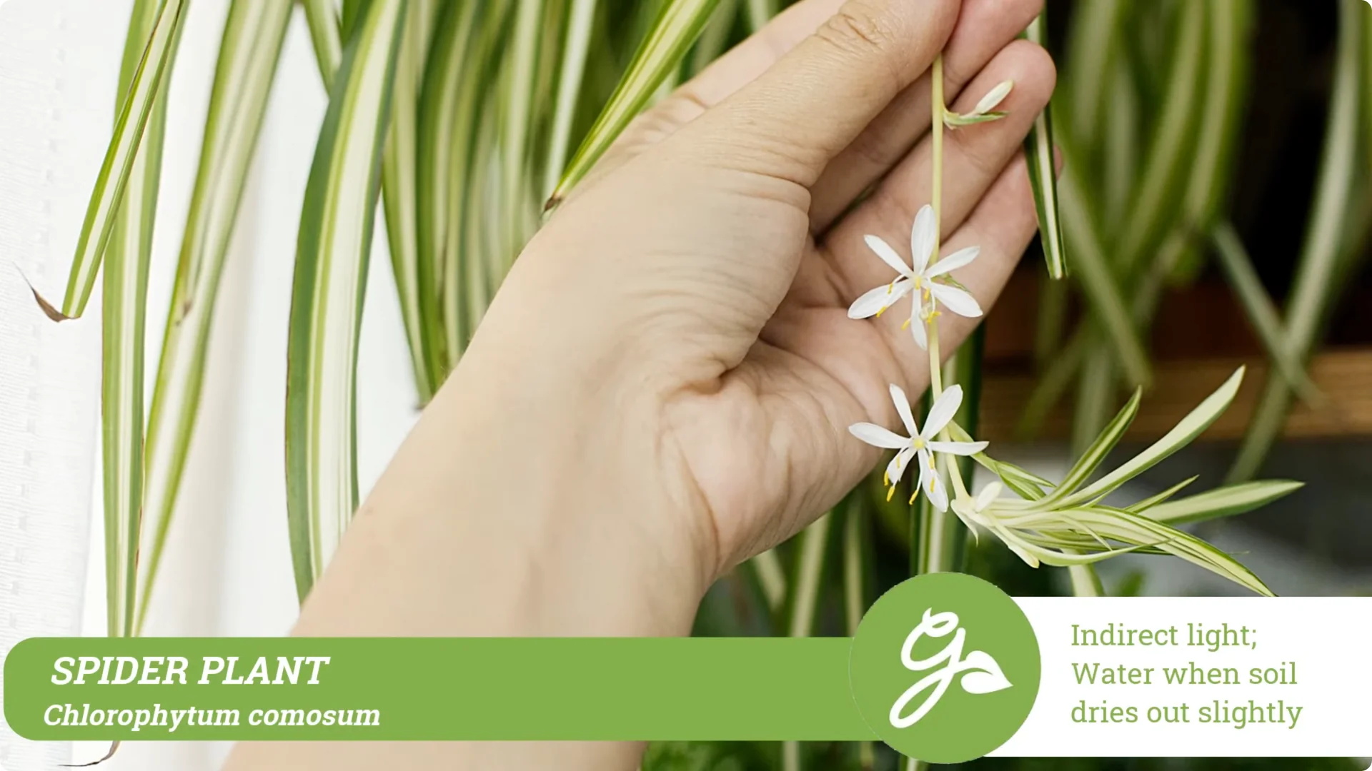 Top 10 Hard-to-Kill Houseplants for Easy Home or Office Care screenshot 1