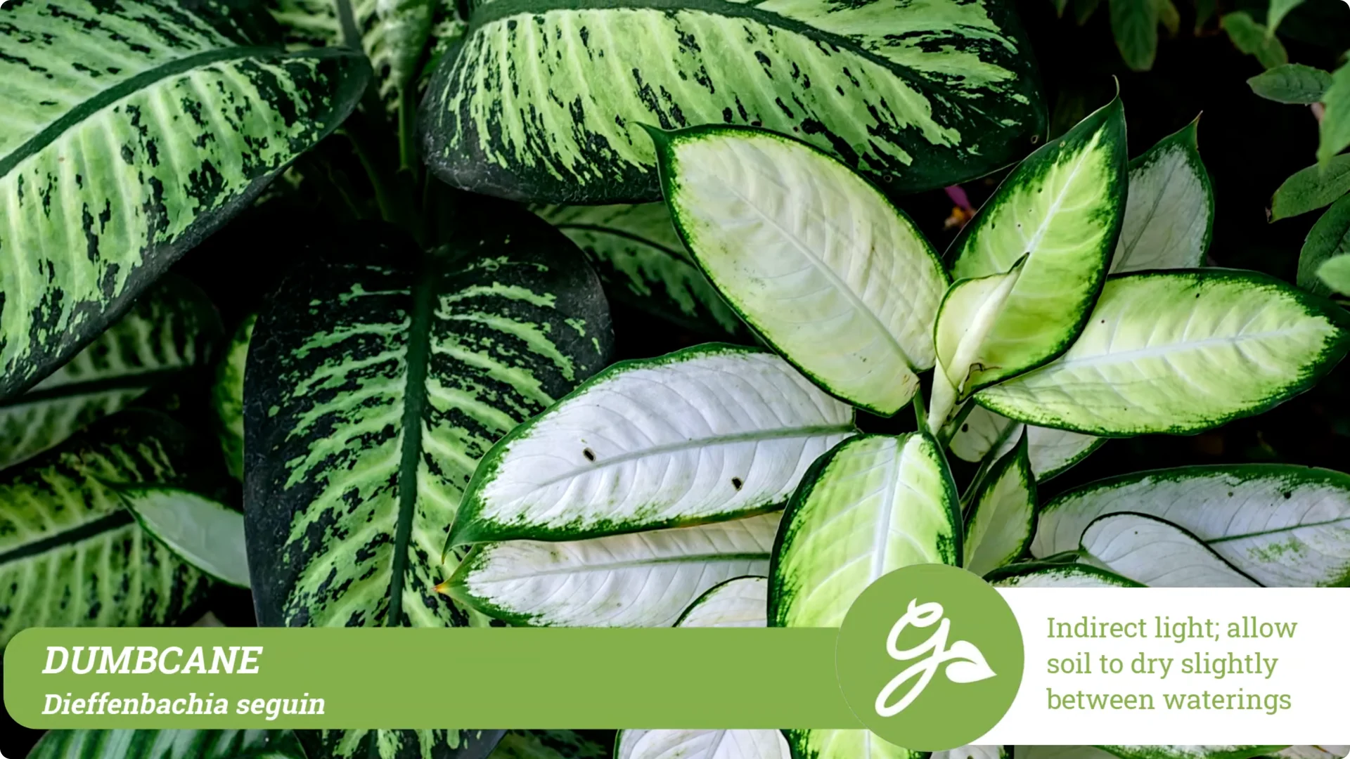 Top 10 Hard-to-Kill Houseplants for Easy Home or Office Care screenshot 10
