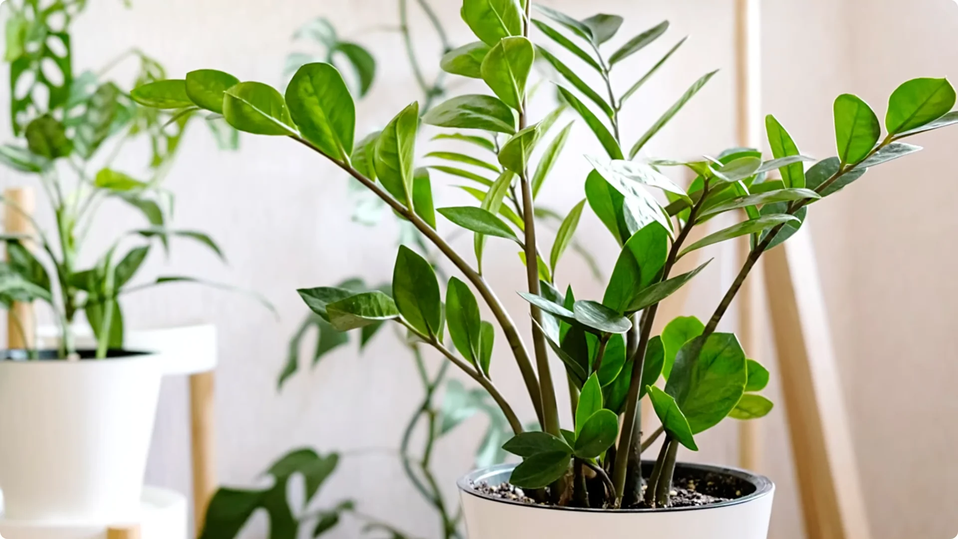 Top 10 Hard-to-Kill Houseplants for Easy Home or Office Care screenshot 11