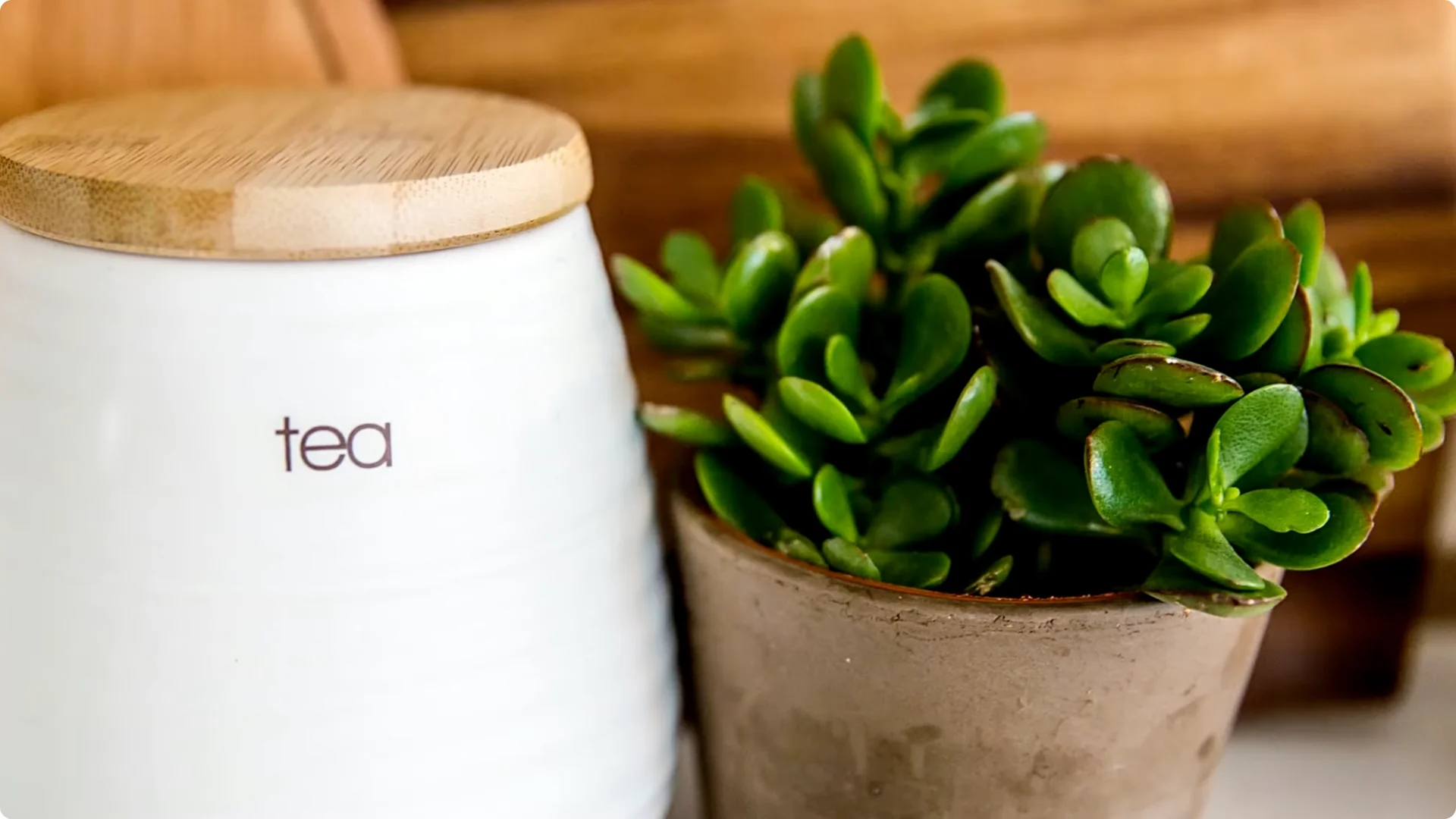 Top 10 Hard-to-Kill Houseplants for Easy Home or Office Care screenshot 12