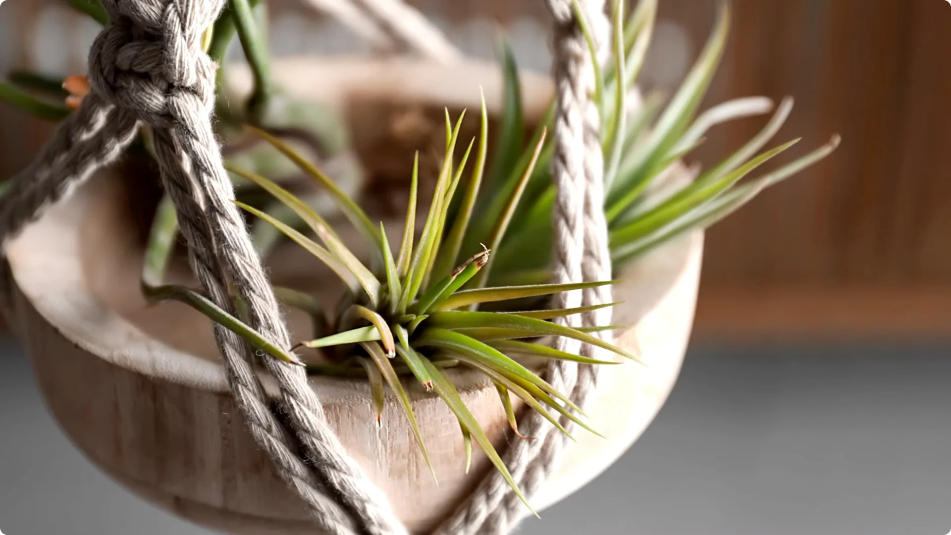 Top 10 Hard-to-Kill Houseplants for Easy Home or Office Care screenshot 13