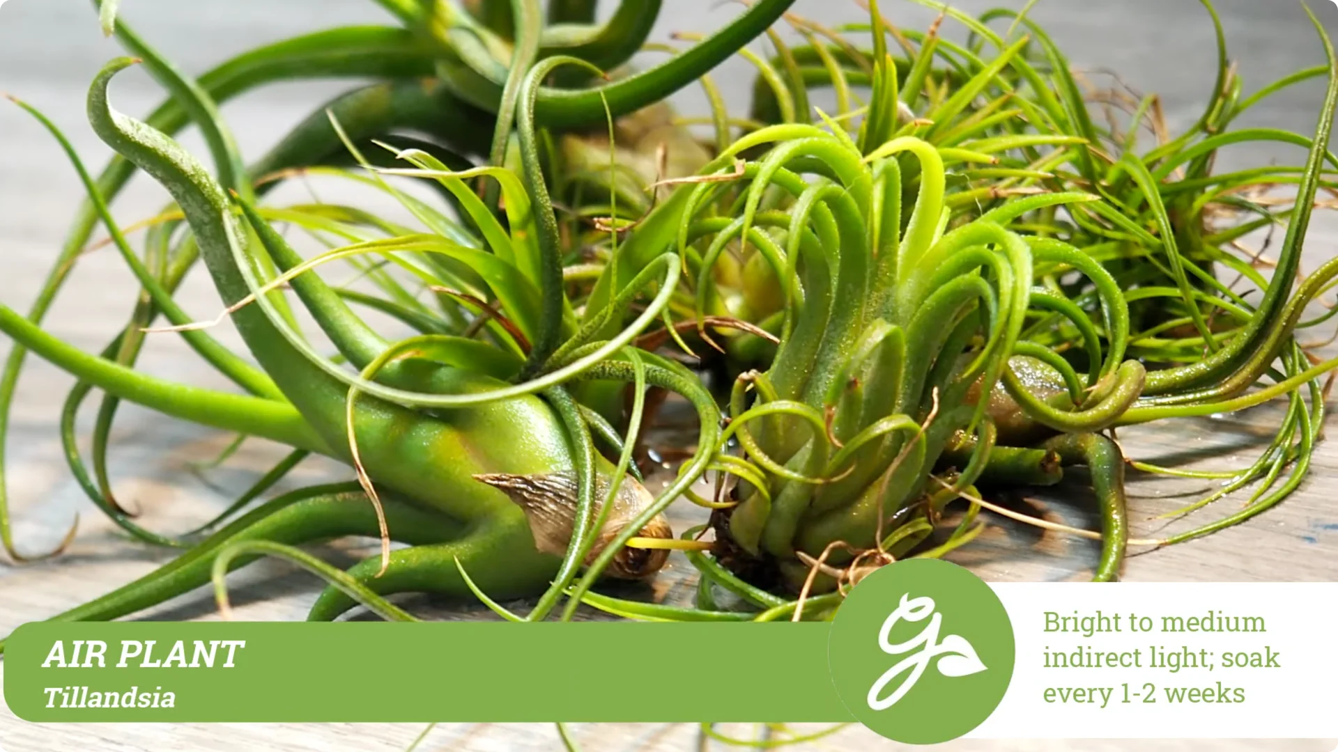 Top 10 Hard-to-Kill Houseplants for Easy Home or Office Care screenshot 16