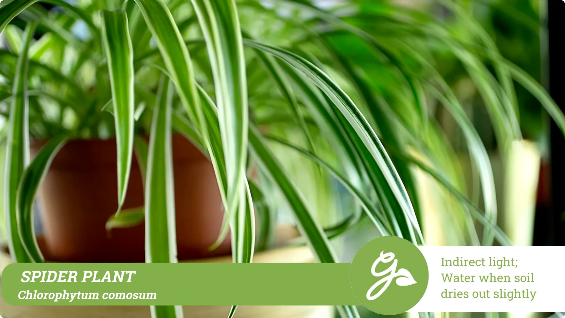 Top 10 Hard-to-Kill Houseplants for Easy Home or Office Care screenshot 3