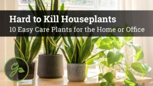 Top 10 Hard-to-Kill Houseplants for Easy Home or Office Care - Featured Image