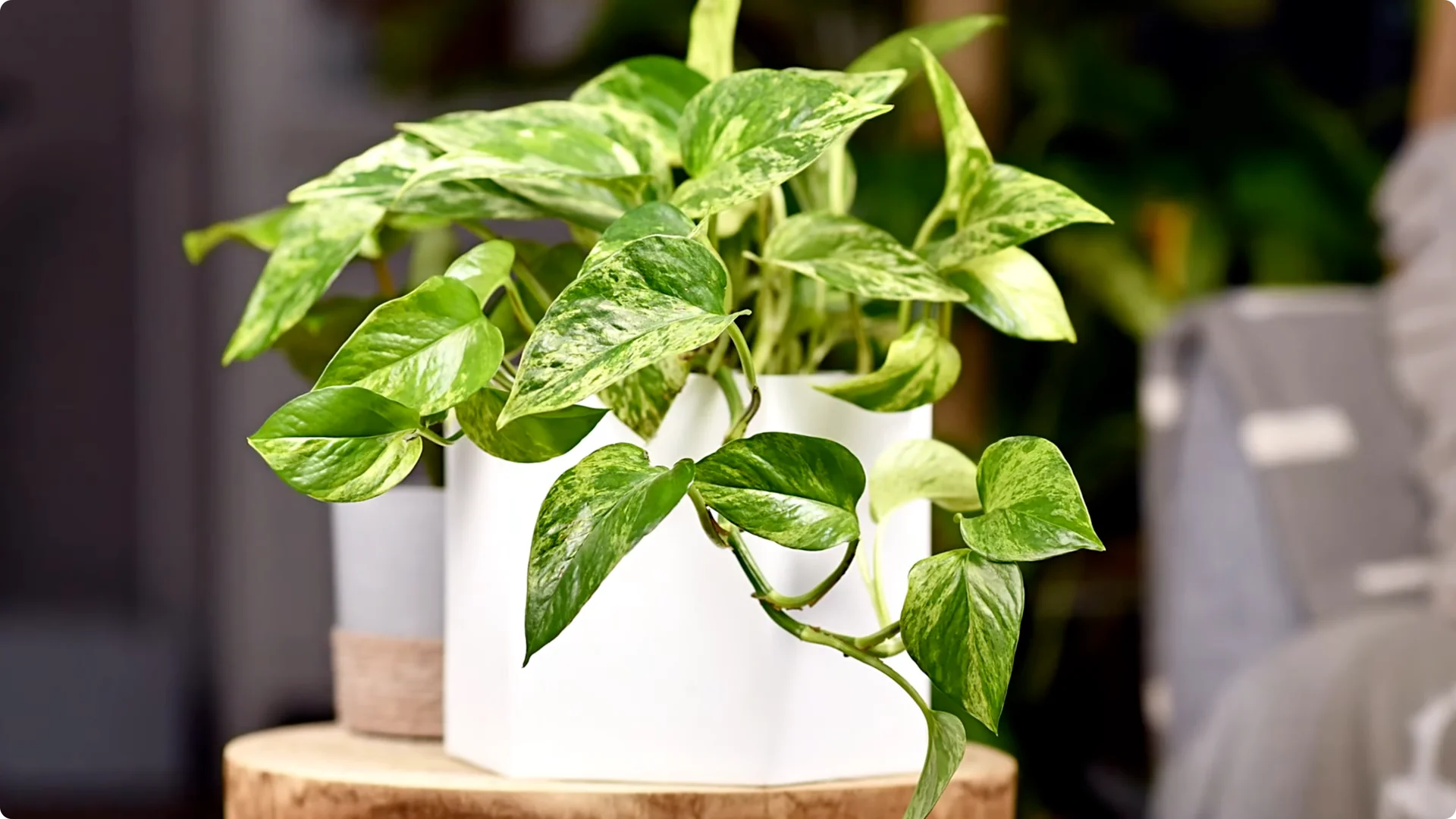Top 10 Hard-to-Kill Houseplants for Easy Home or Office Care screenshot 5