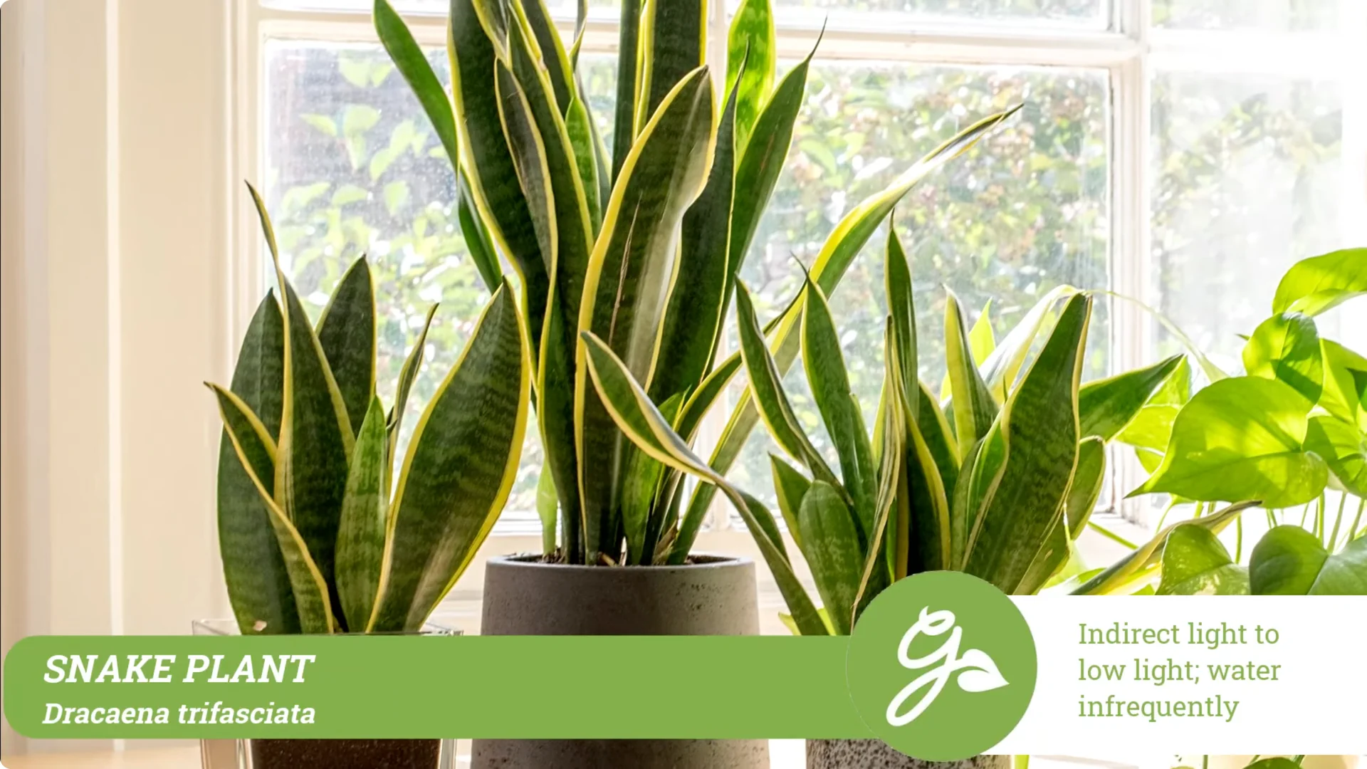 Top 10 Hard-to-Kill Houseplants for Easy Home or Office Care screenshot 6