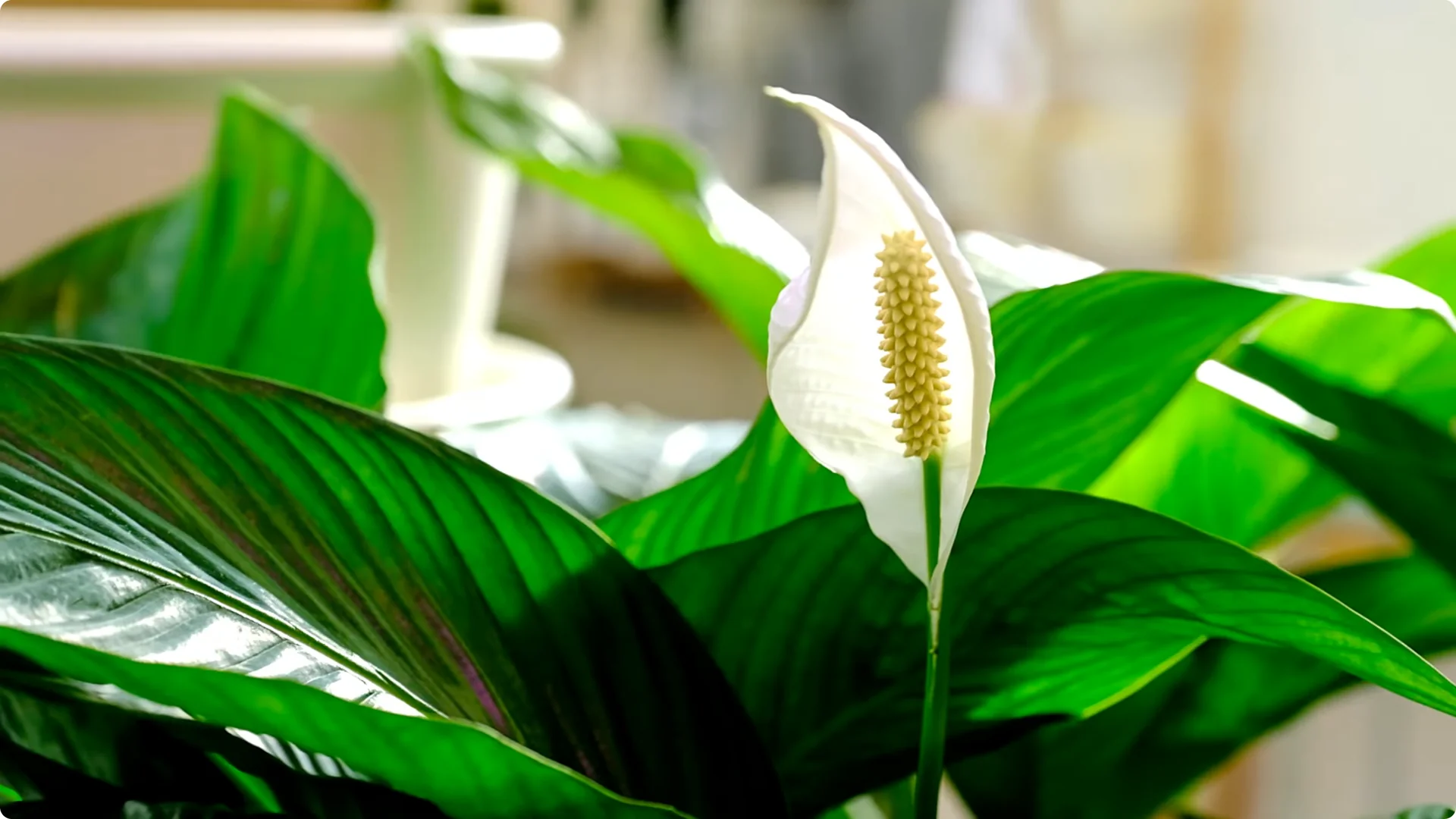 Top 10 Hard-to-Kill Houseplants for Easy Home or Office Care screenshot 7