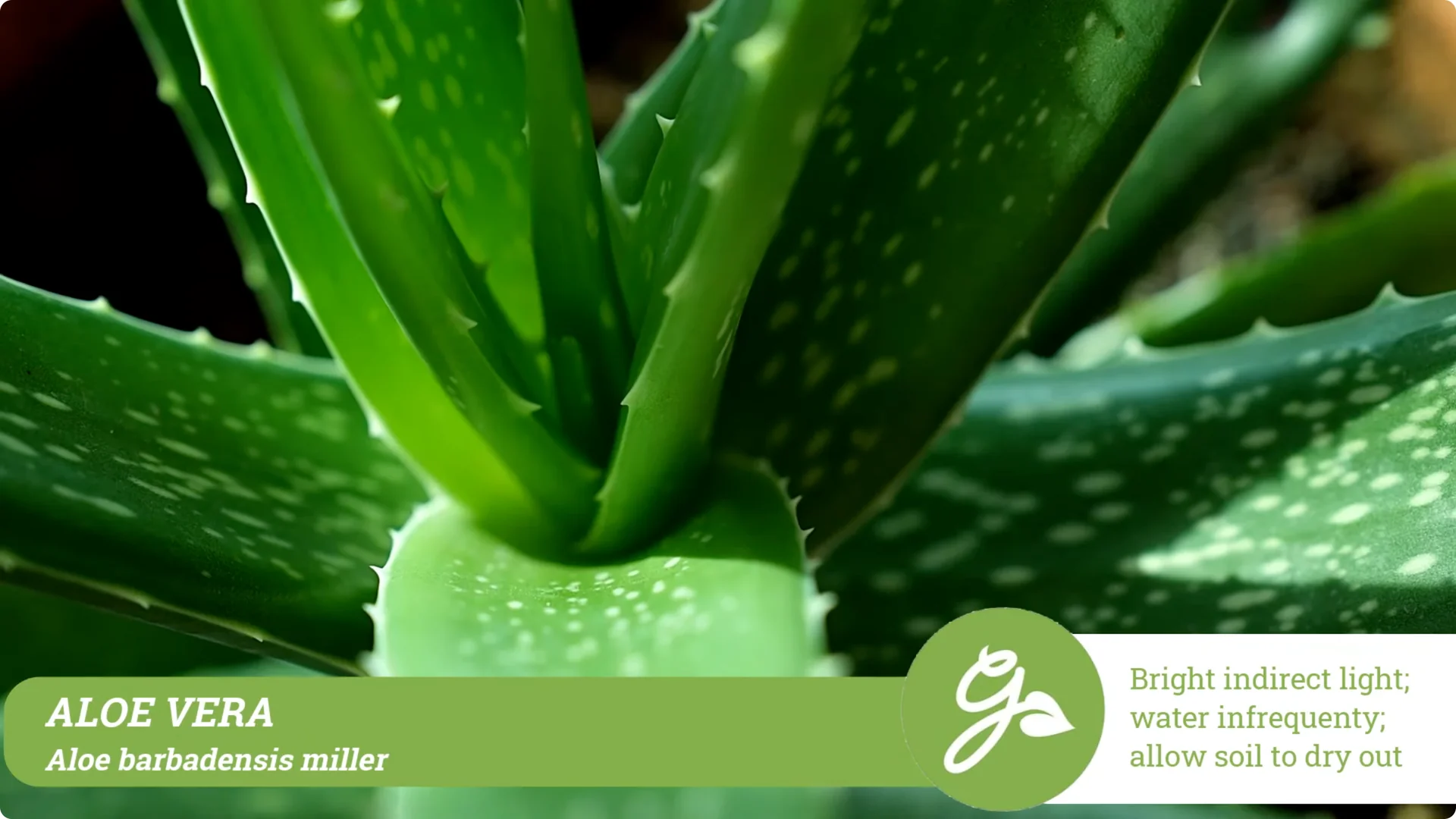 Top 10 Hard-to-Kill Houseplants for Easy Home or Office Care screenshot 8