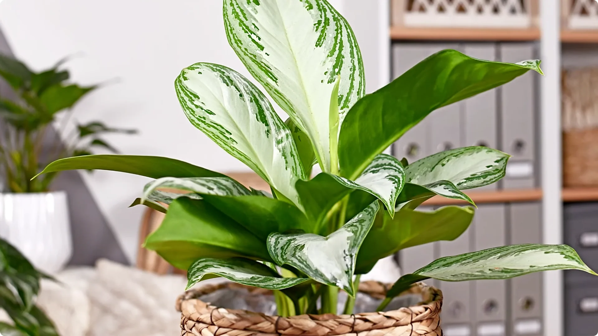Top 10 Hard-to-Kill Houseplants for Easy Home or Office Care screenshot 9