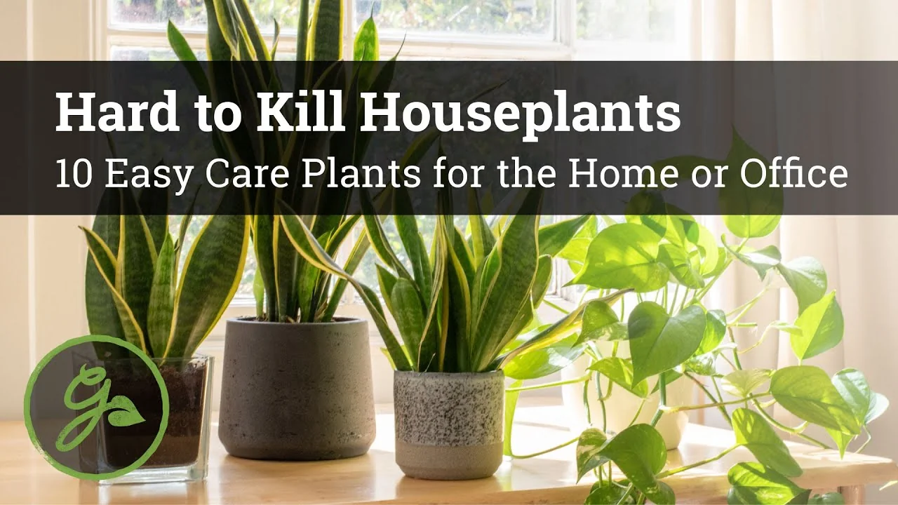 Top 10 Hard-to-Kill Houseplants for Easy Home or Office Care - Featured Image