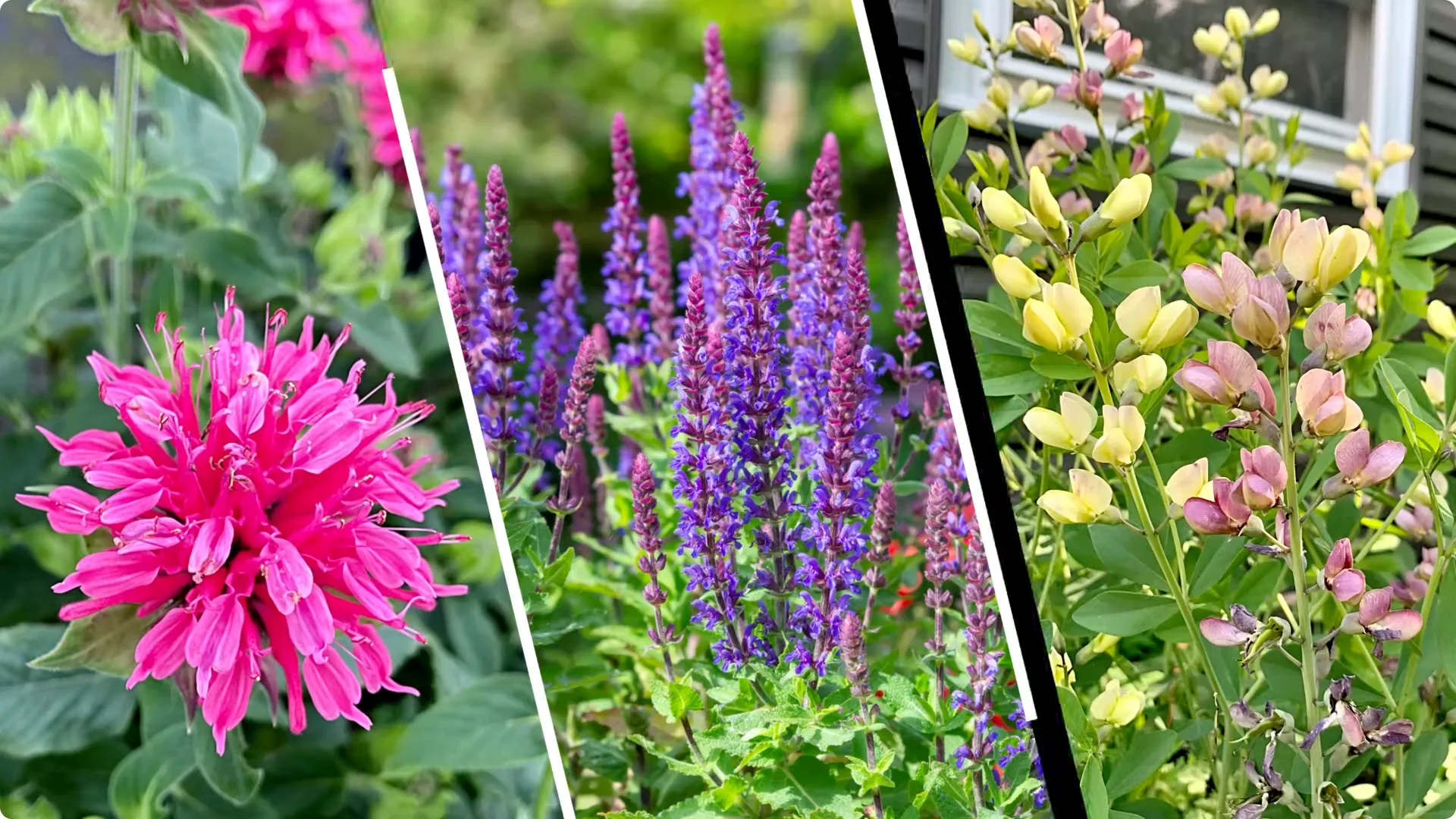 Top Companion Plants to Extend Your Coneflower Blooms screenshot 1