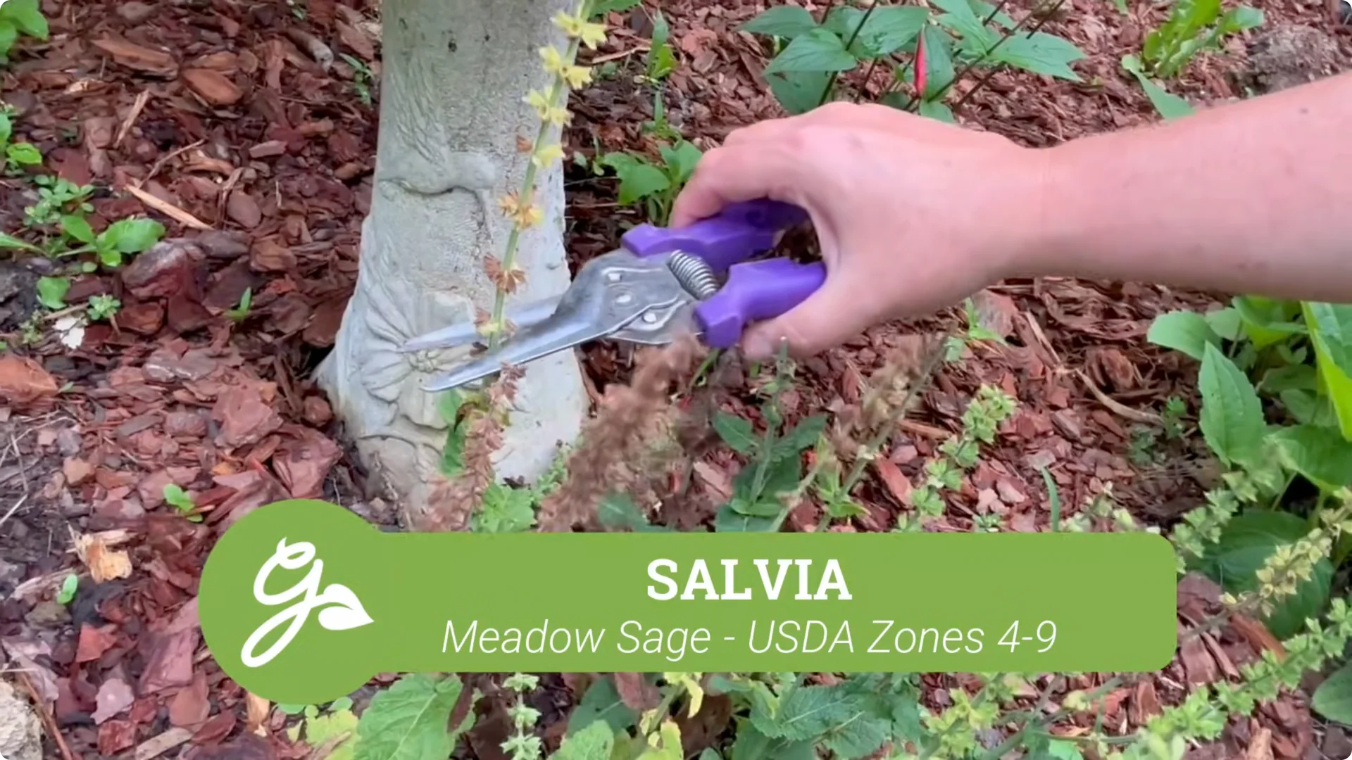 Top Companion Plants to Extend Your Coneflower Blooms screenshot 10