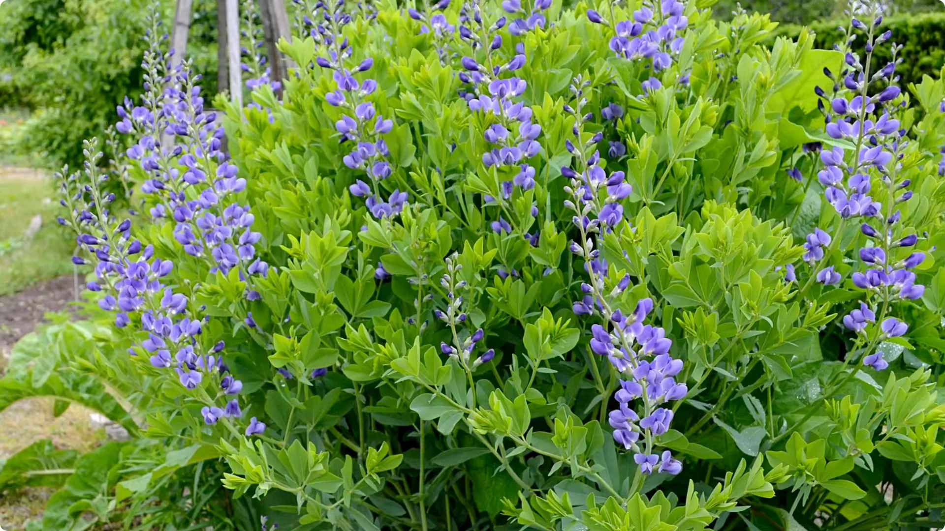 Top Companion Plants to Extend Your Coneflower Blooms screenshot 11