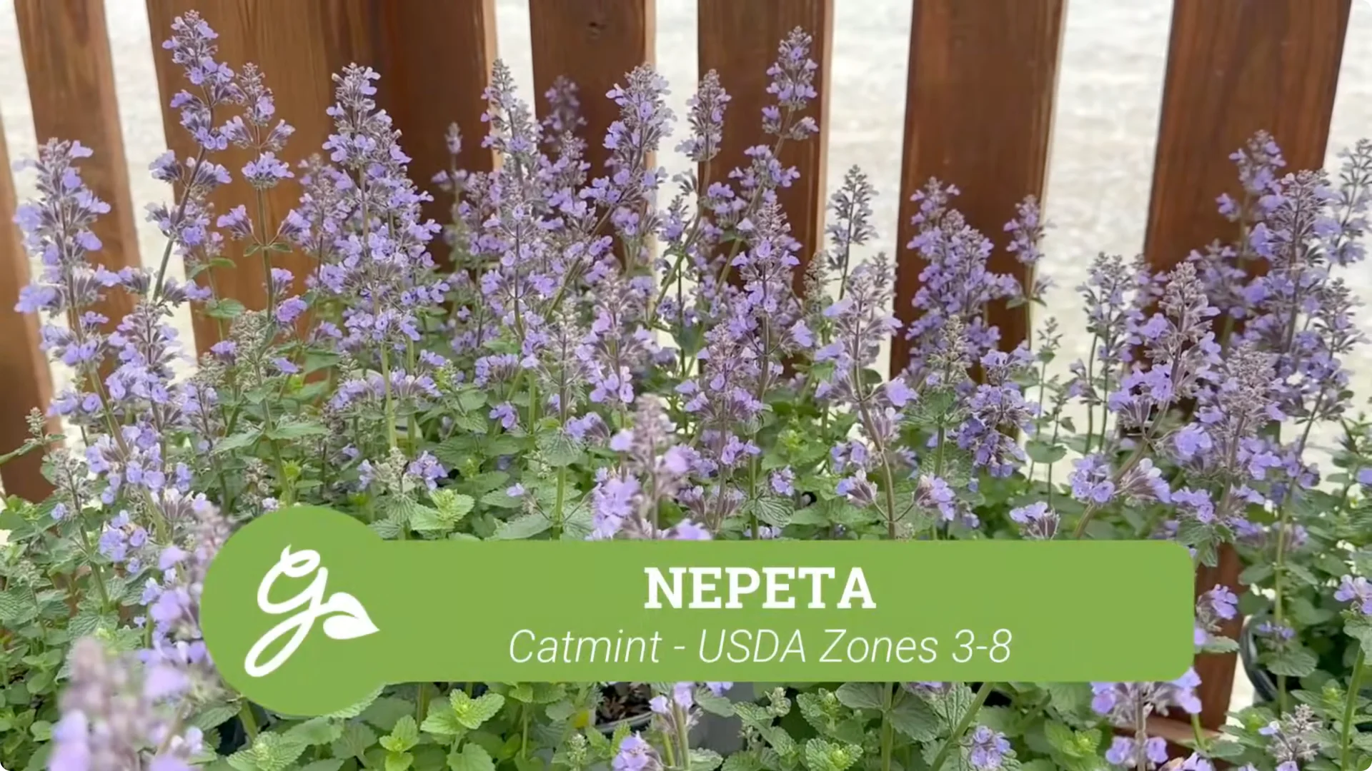 Top Companion Plants to Extend Your Coneflower Blooms screenshot 12