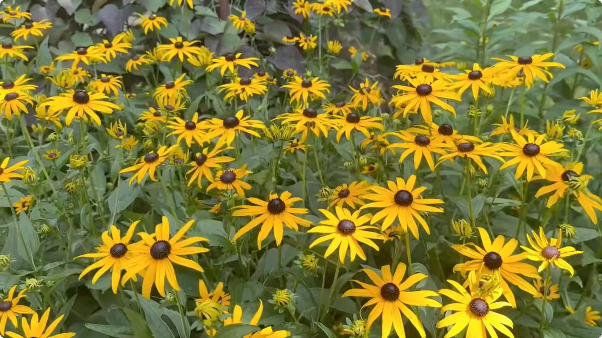 Top Companion Plants to Extend Your Coneflower Blooms screenshot 15