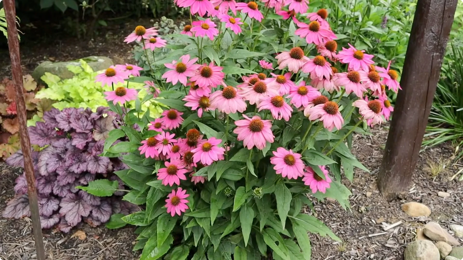 Top Companion Plants to Extend Your Coneflower Blooms screenshot 2