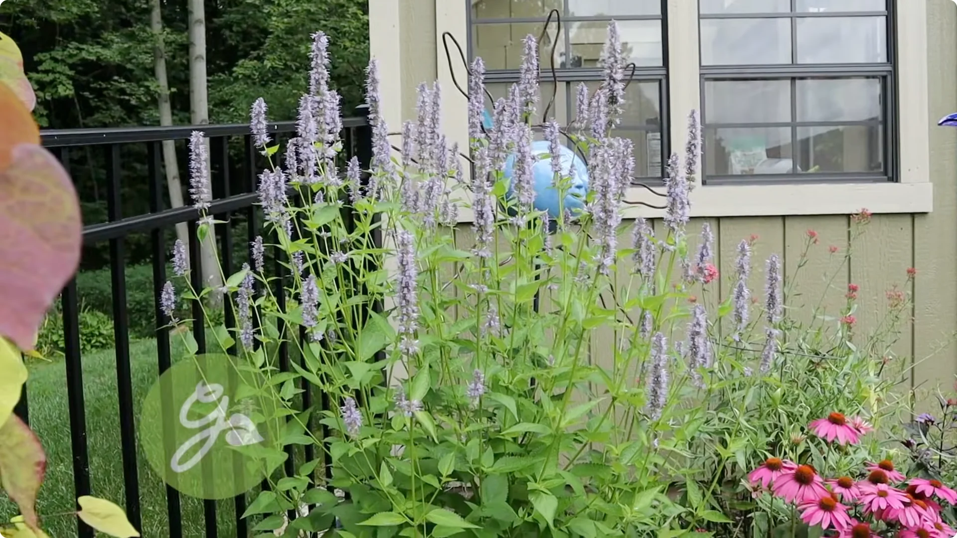 Top Companion Plants to Extend Your Coneflower Blooms screenshot 5