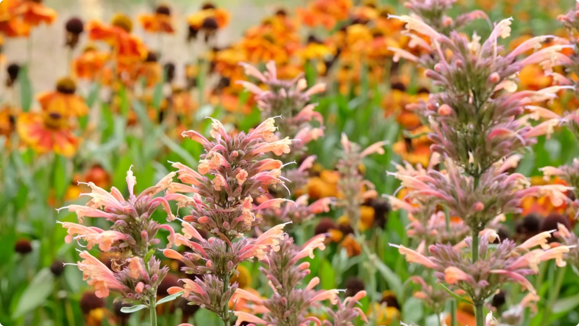 Top Companion Plants to Extend Your Coneflower Blooms screenshot 6