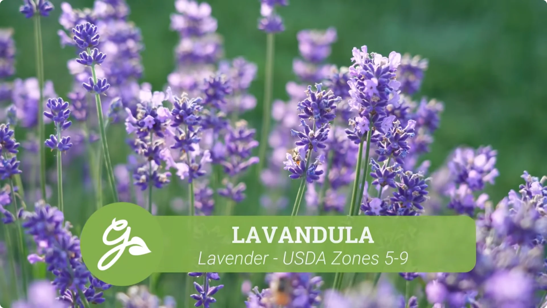 Top Companion Plants to Extend Your Coneflower Blooms screenshot 7