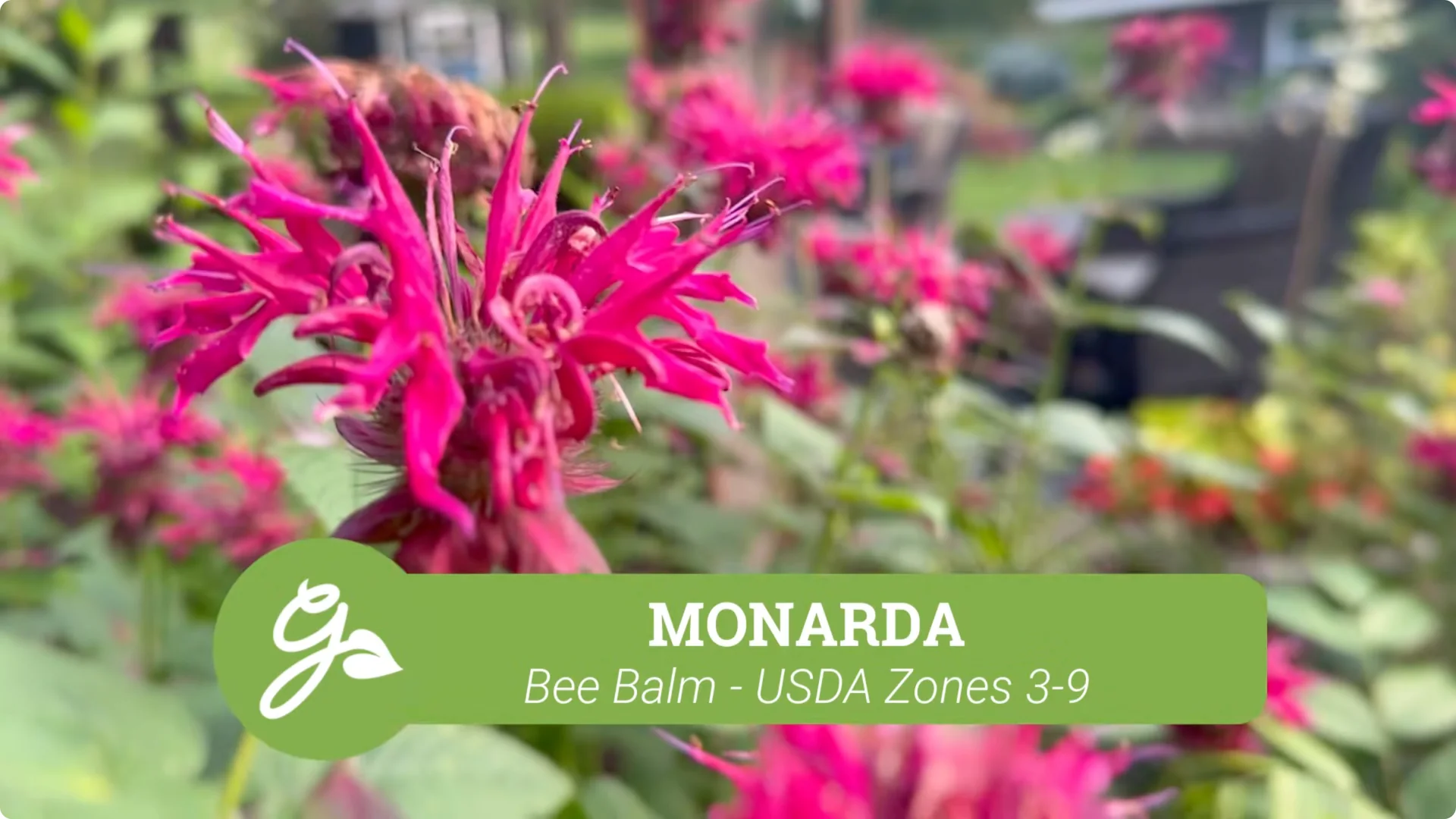 Top Companion Plants to Extend Your Coneflower Blooms screenshot 8