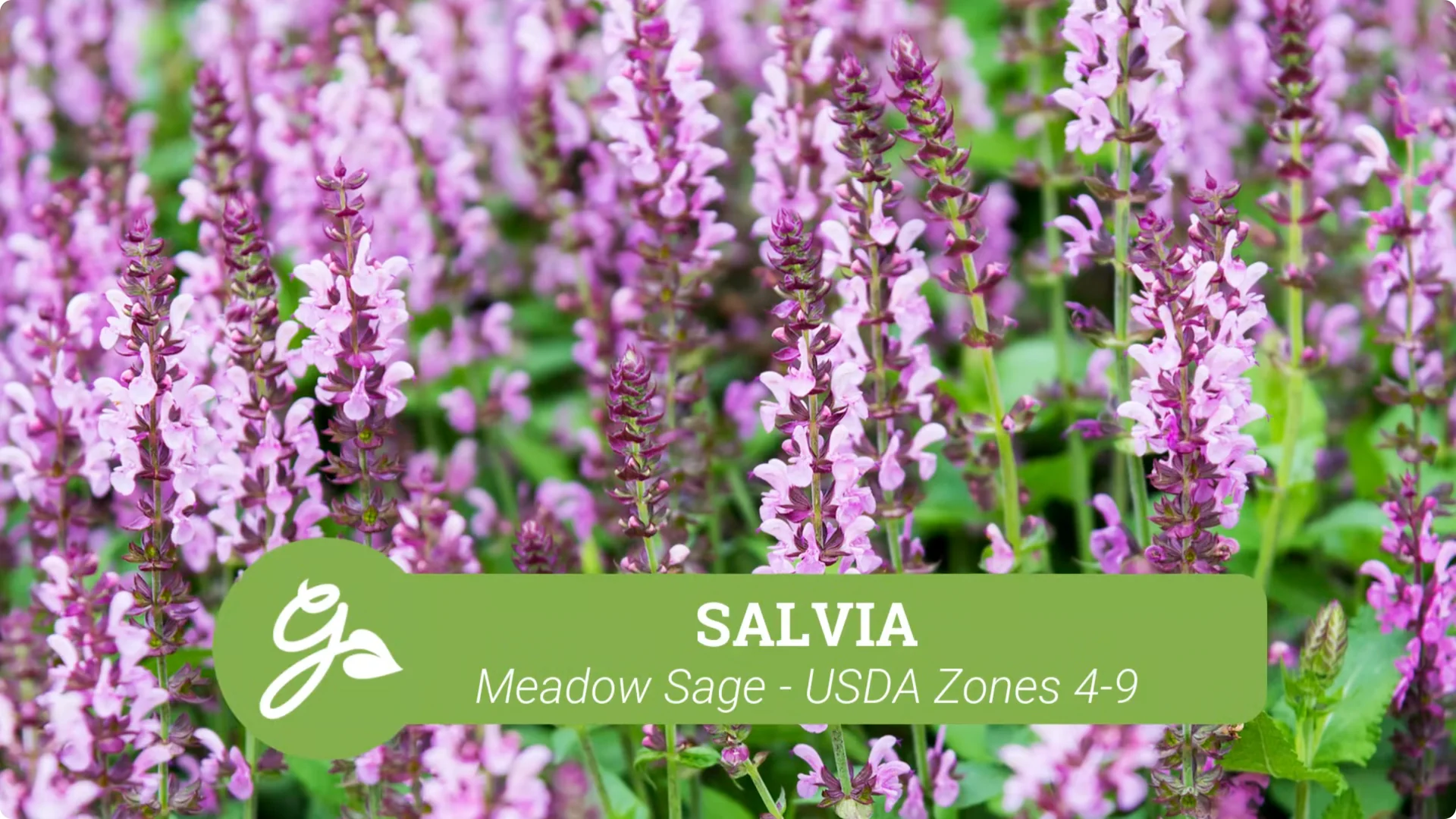 Top Companion Plants to Extend Your Coneflower Blooms screenshot 9