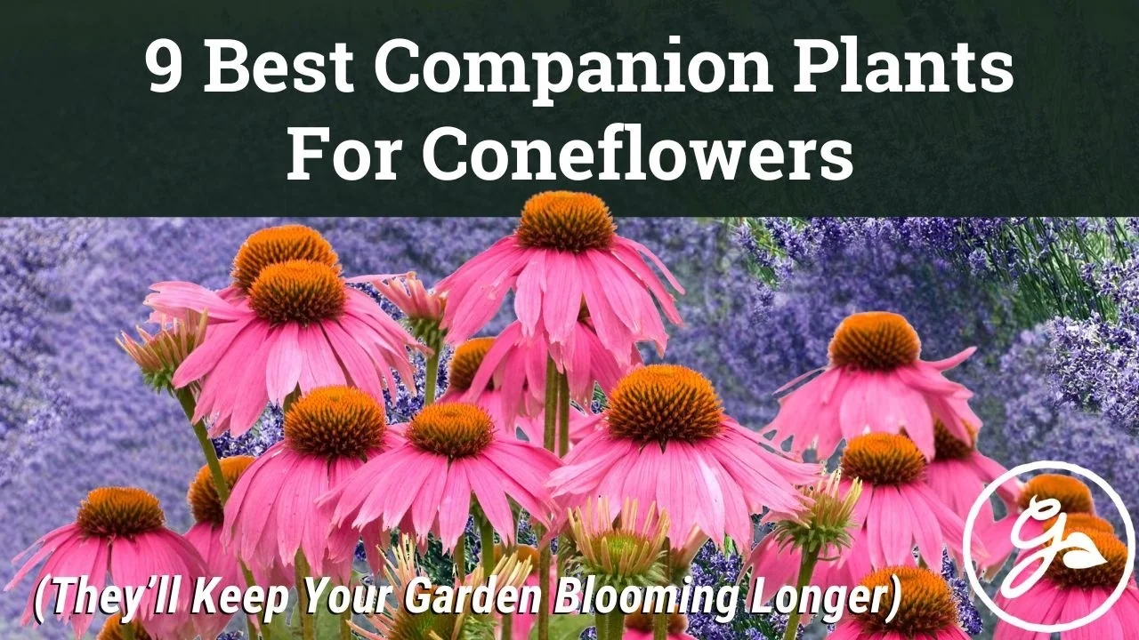 Top Companion Plants to Extend Your Coneflower Blooms - Featured Image