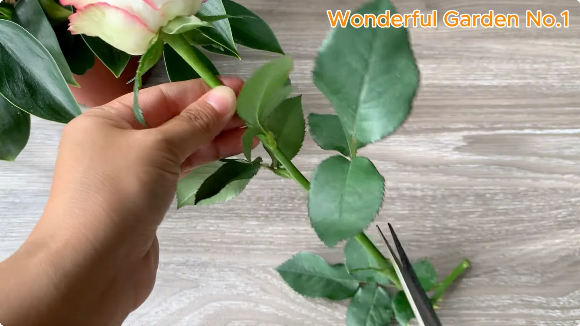 What Happens When You Put a Rose Branch in Water Overnight? screenshot 1
