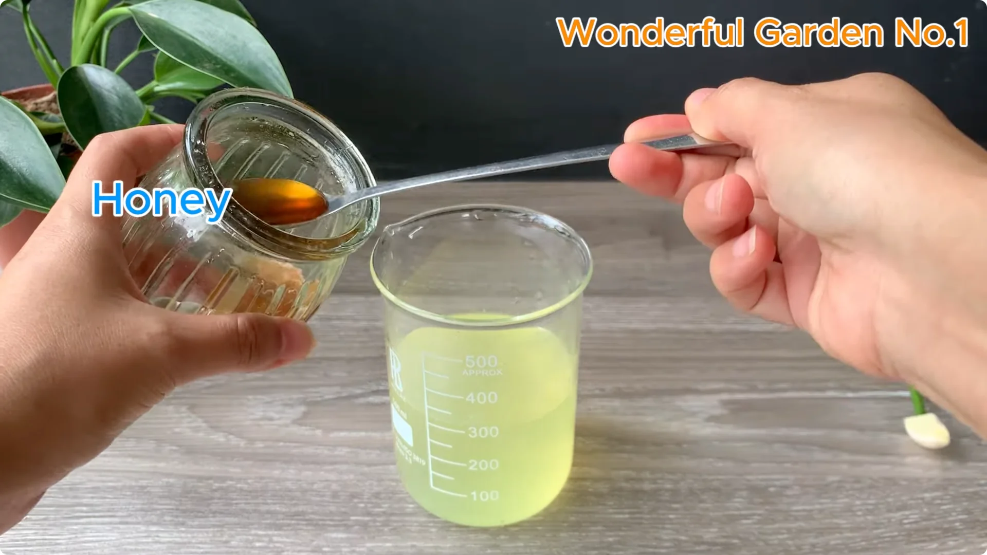 What Happens When You Put a Rose Branch in Water Overnight? screenshot 3