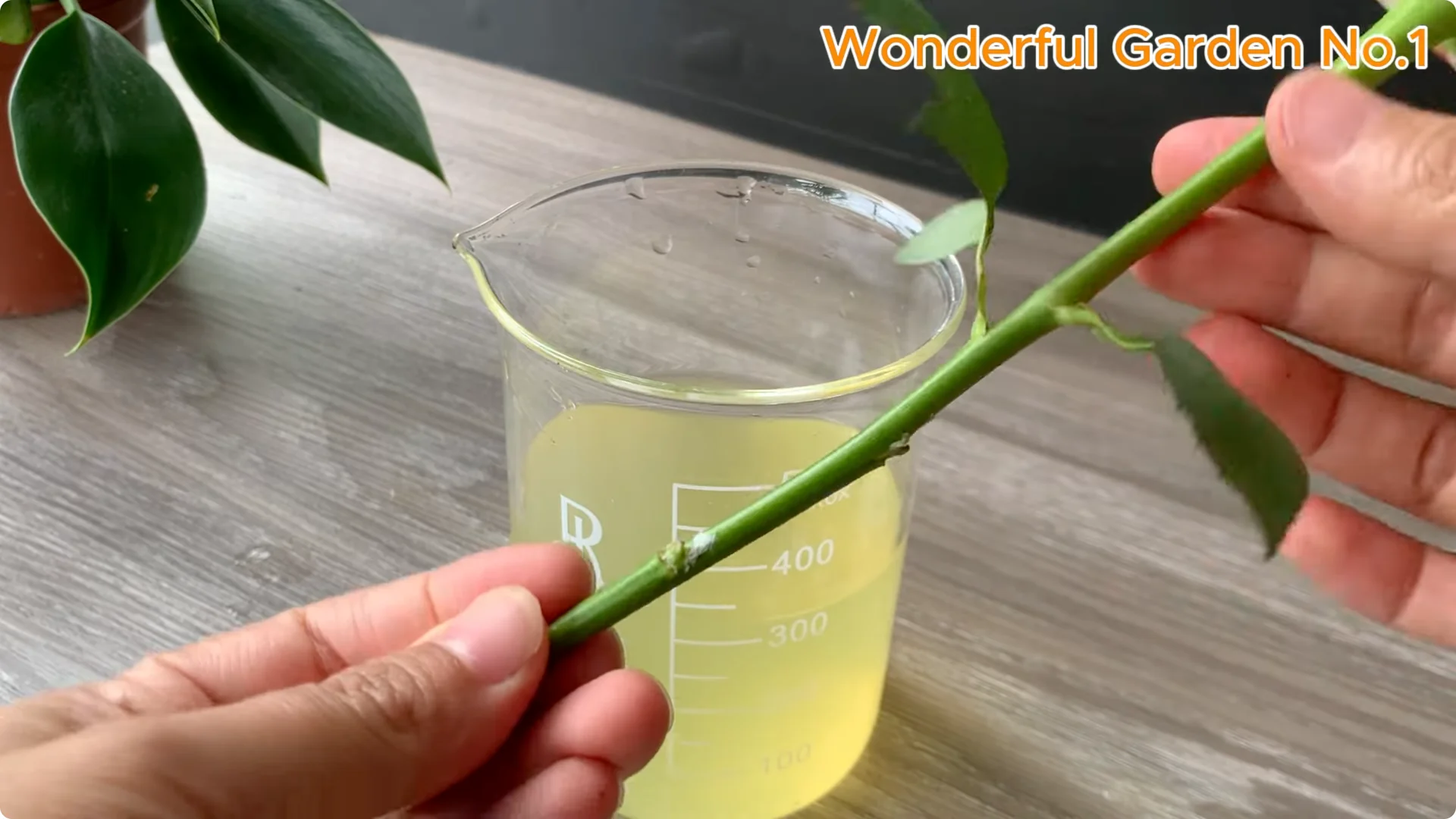 What Happens When You Put a Rose Branch in Water Overnight? screenshot 4